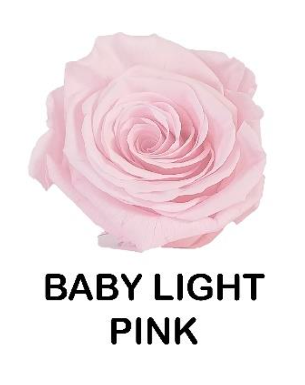 Baby Light Pink Long Stem Rose