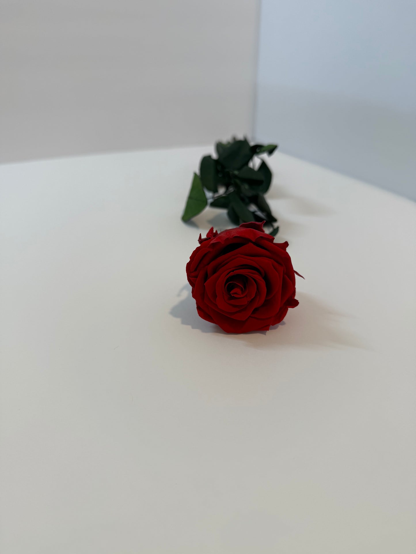 Red Long Stem Rose | Perfect Gift