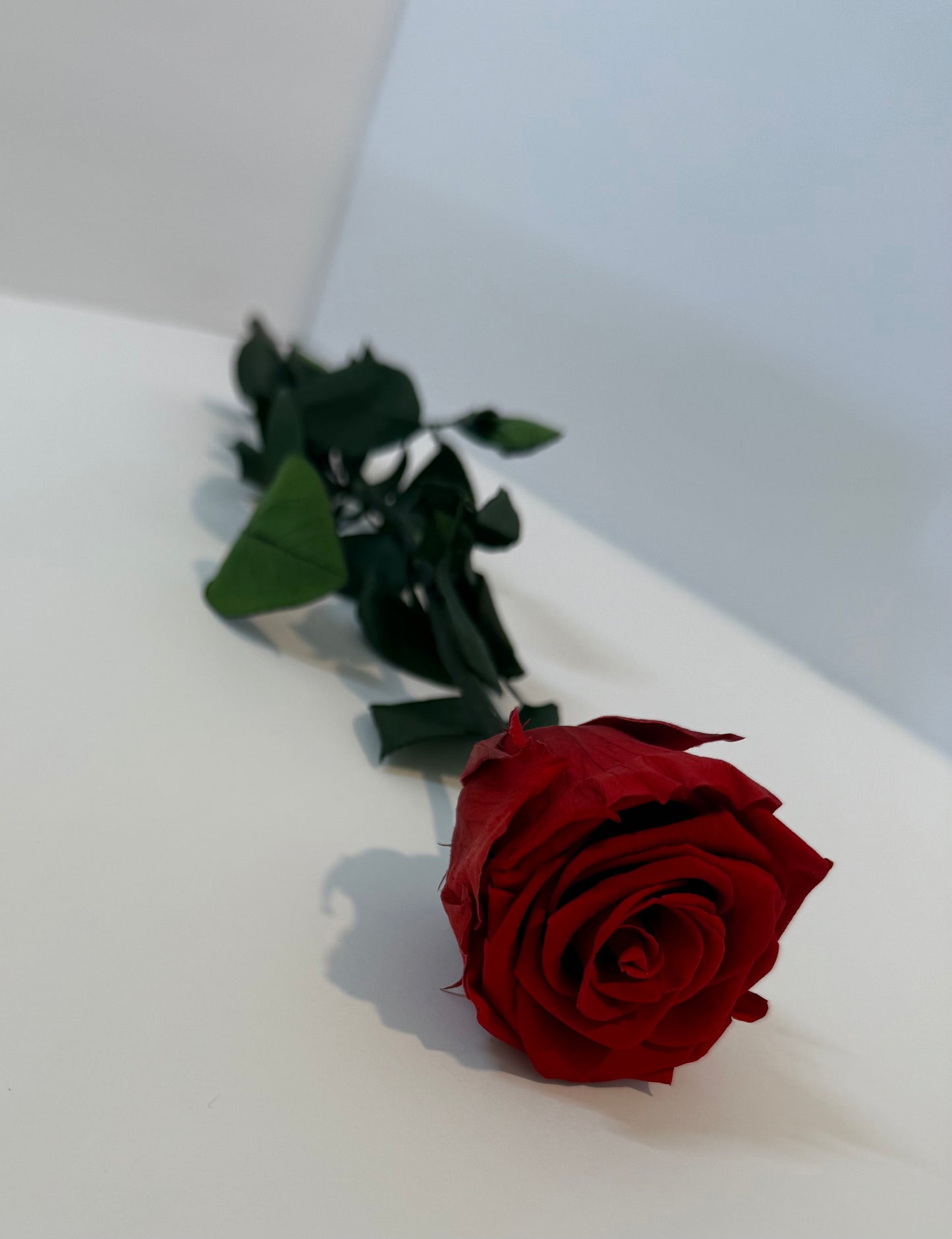 Red Long Stem Rose | Perfect Gift