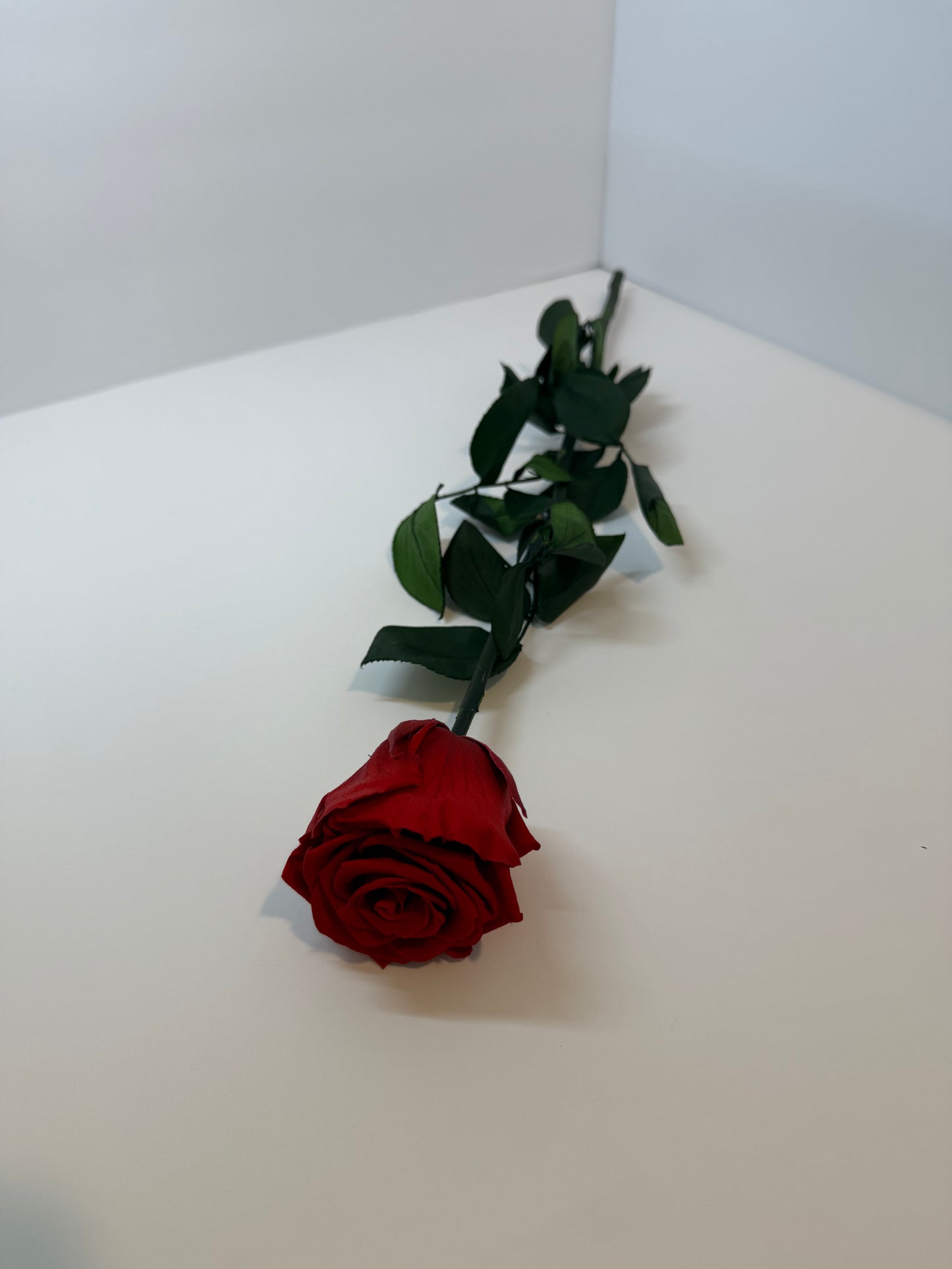 Red Long Stem Rose | Perfect Gift
