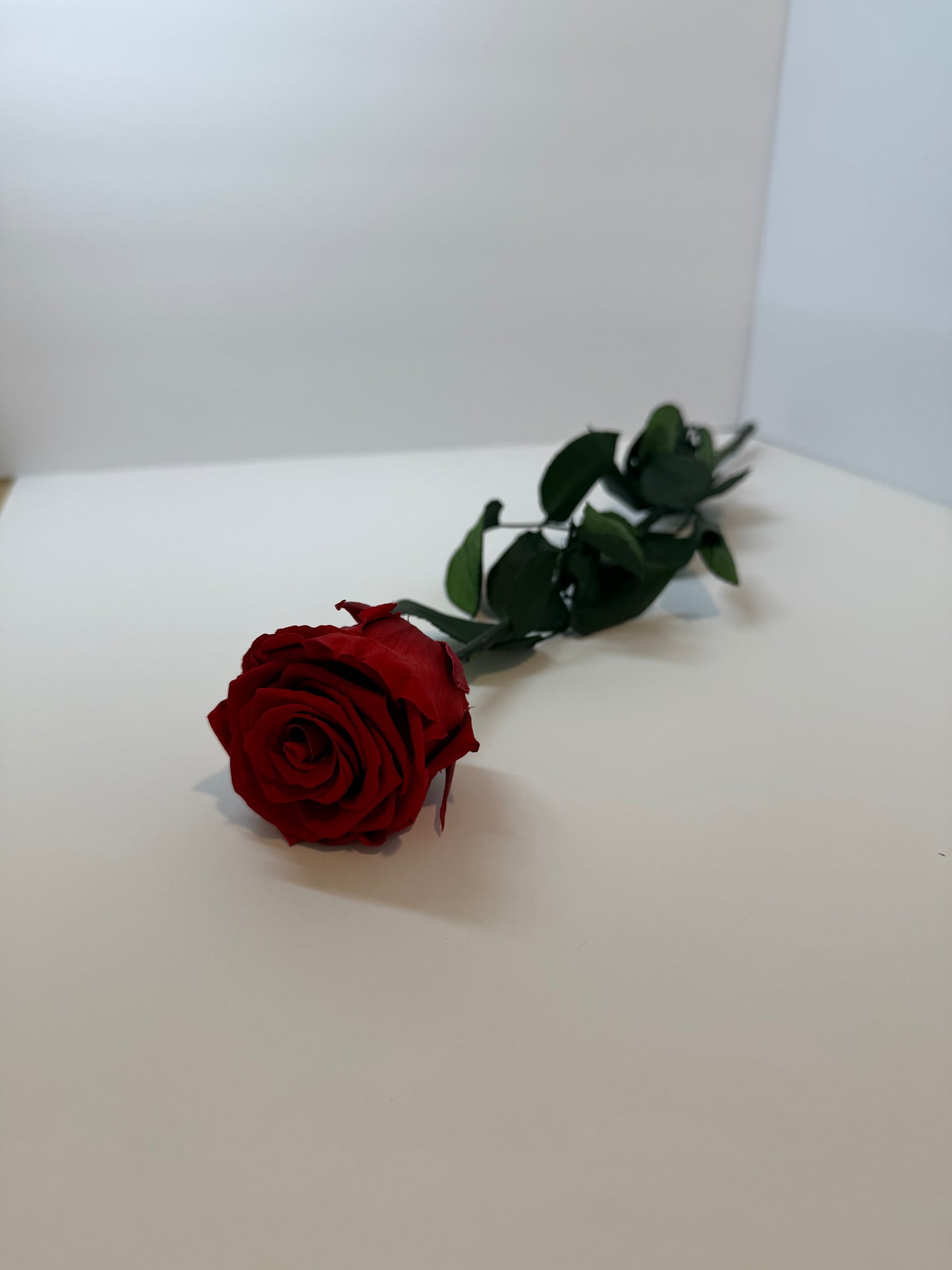 Red Long Stem Rose | Perfect Gift