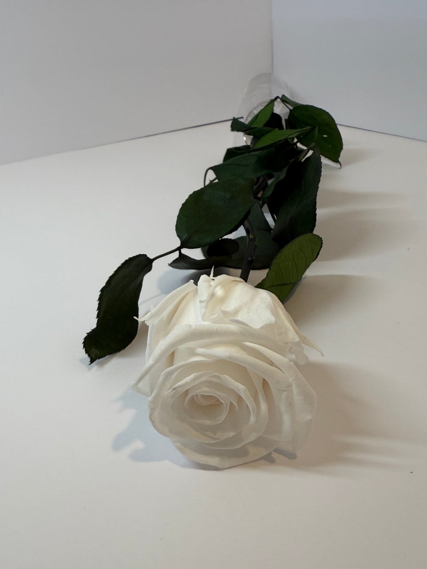 Ivory Rose