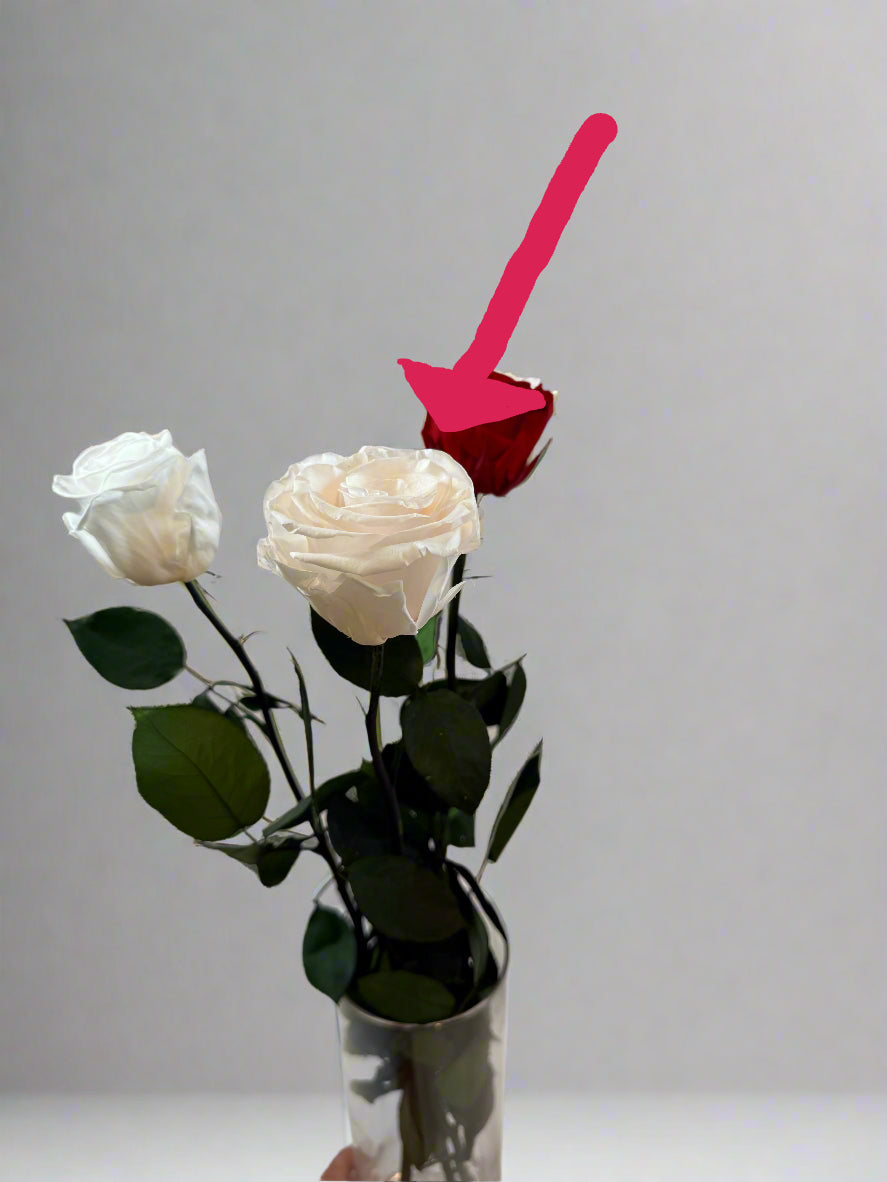 White Peach Long Stem Rose | A Perfect Gift