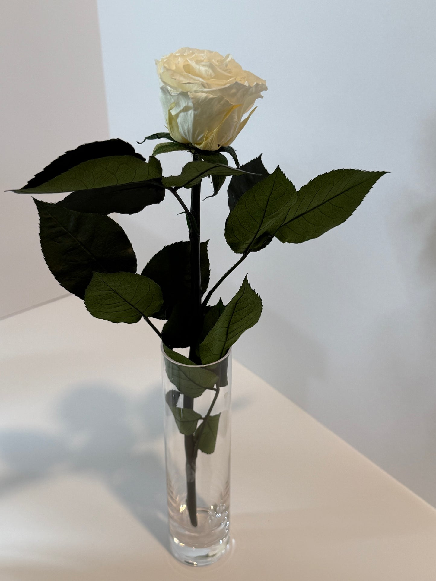 White rose