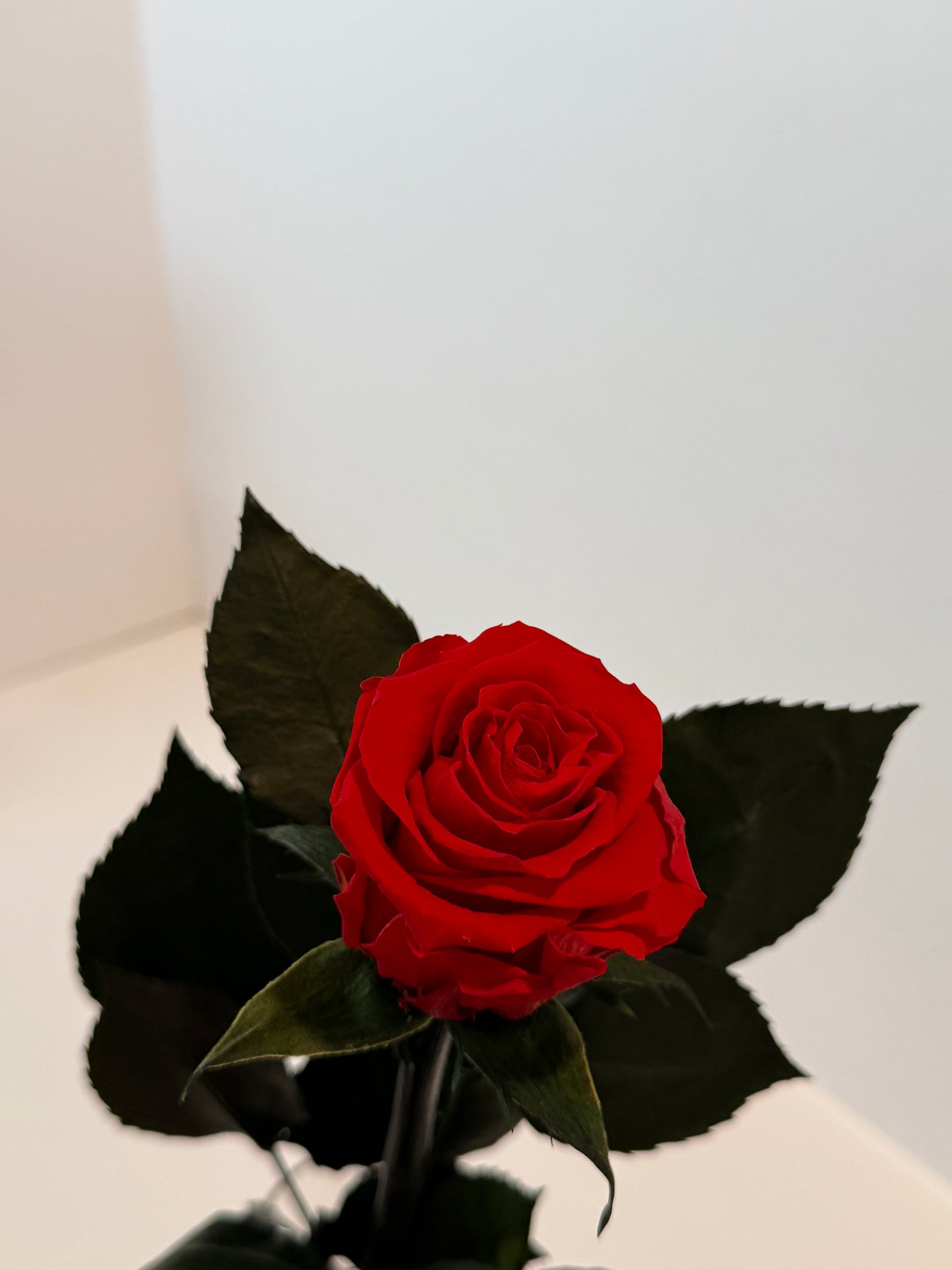Red rose