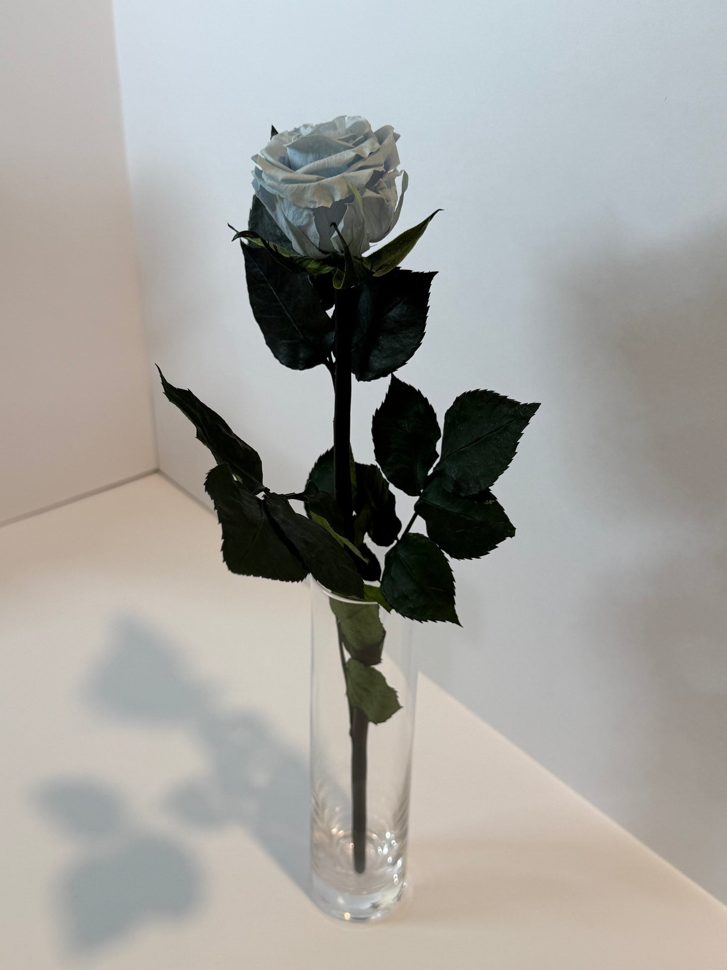 Blue rose