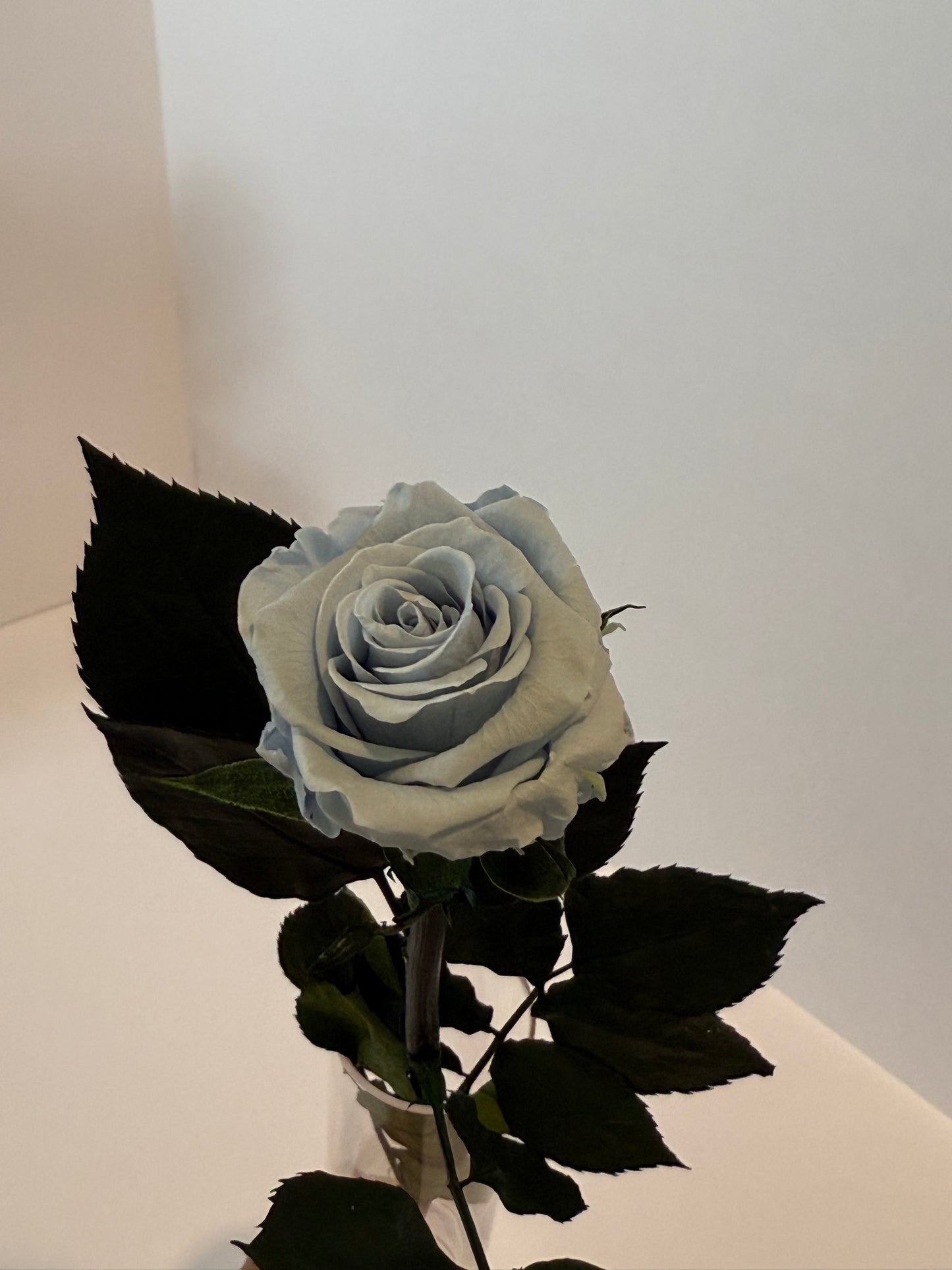 Blue rose