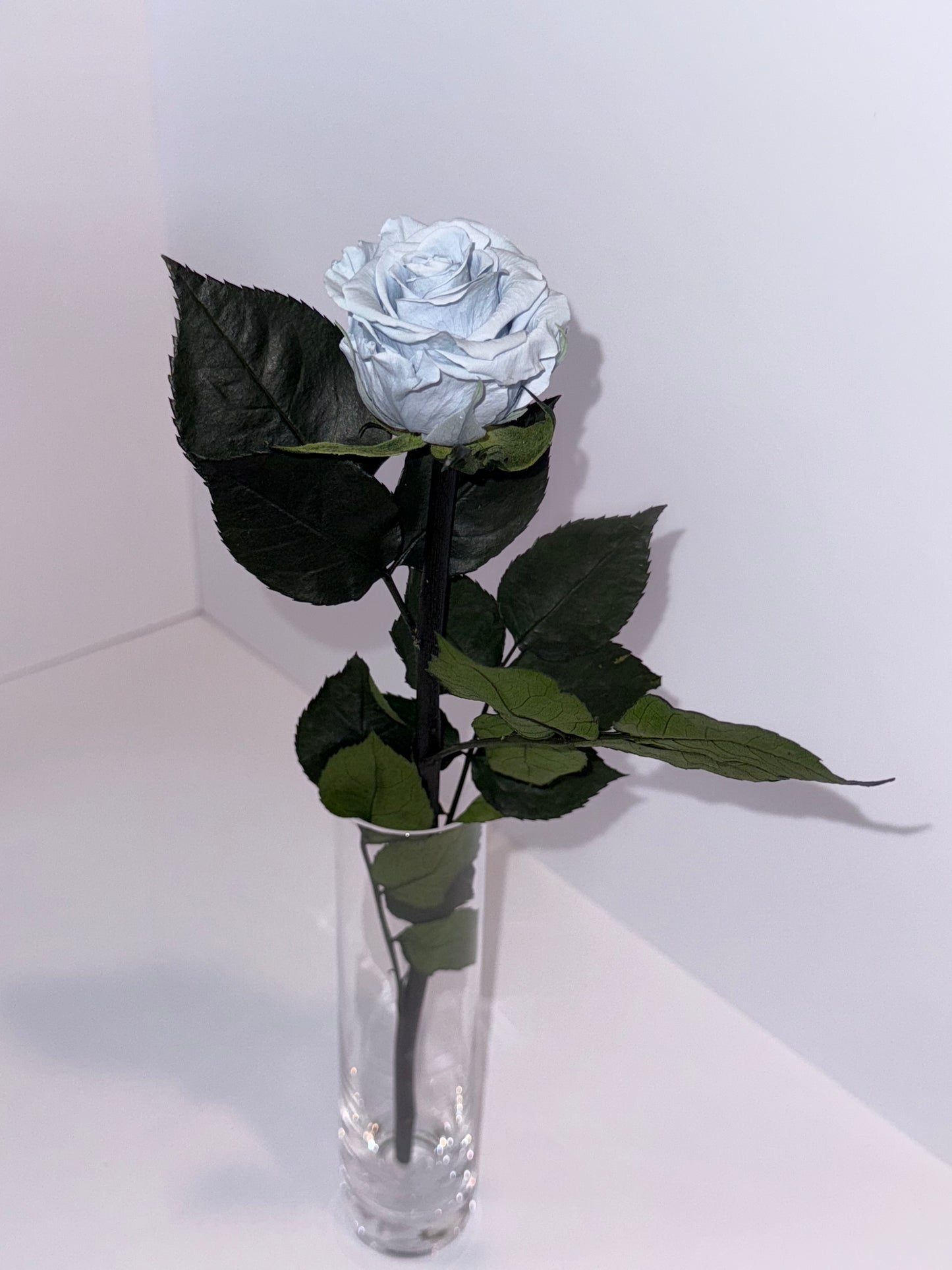 Blue rose