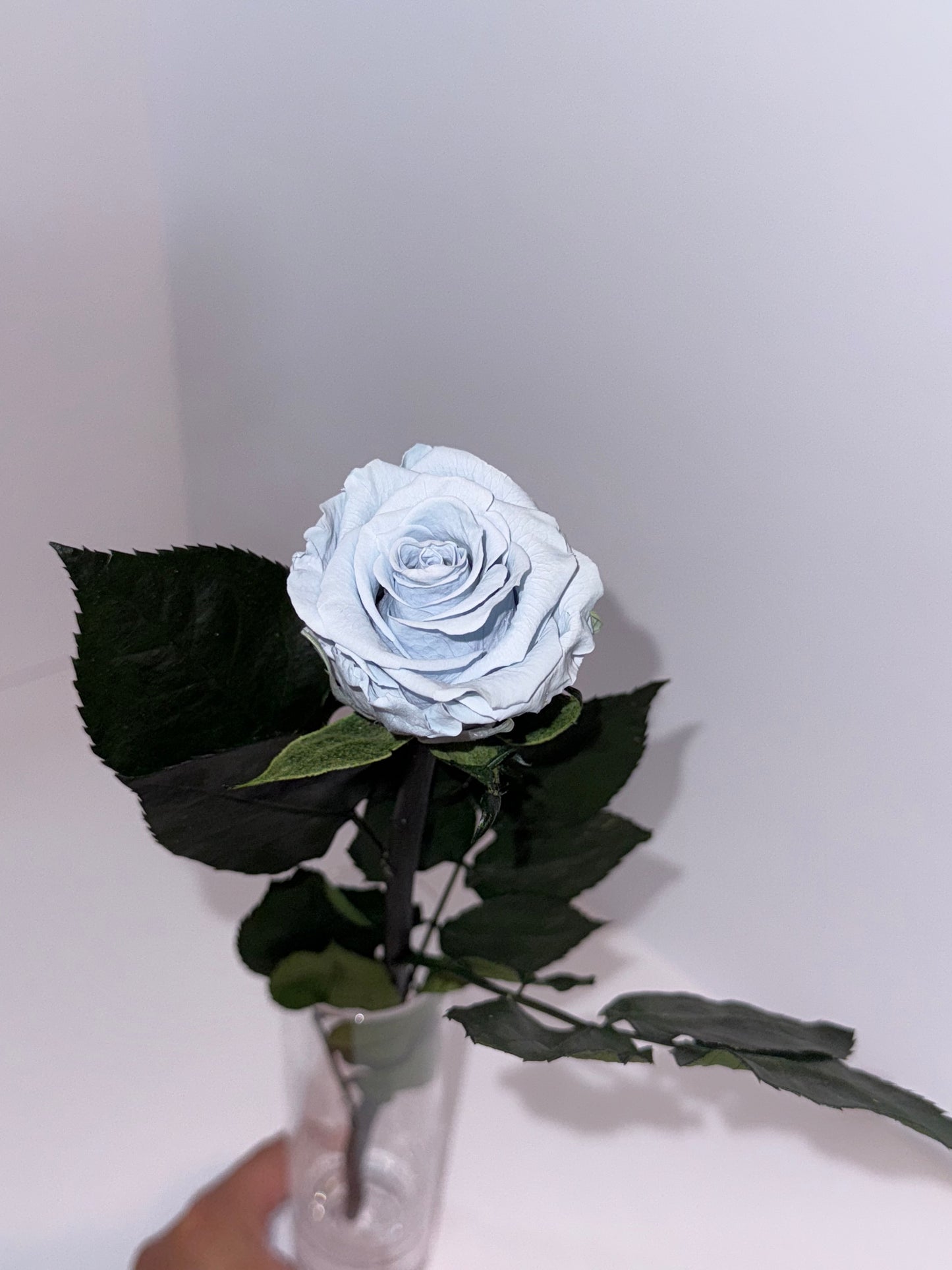 Blue rose
