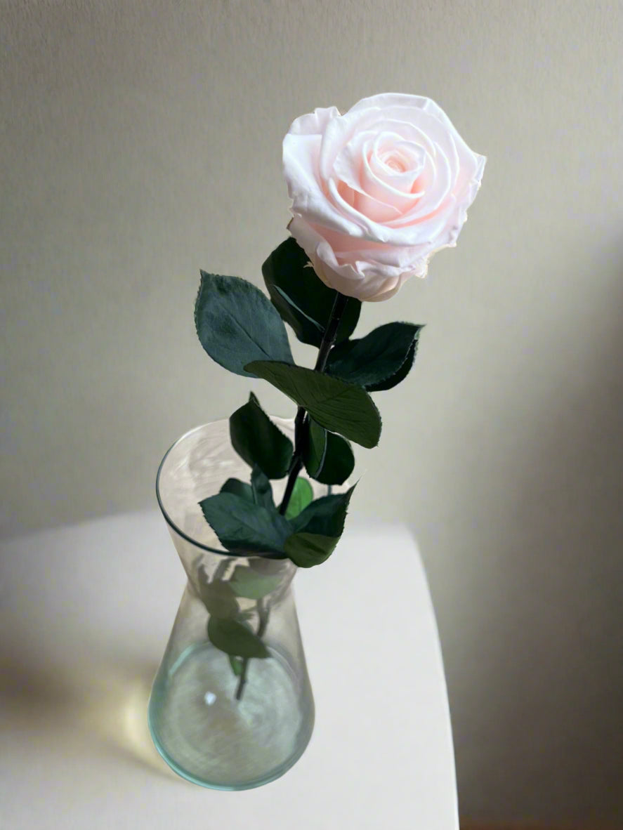 Baby Light Pink Long Stem Rose