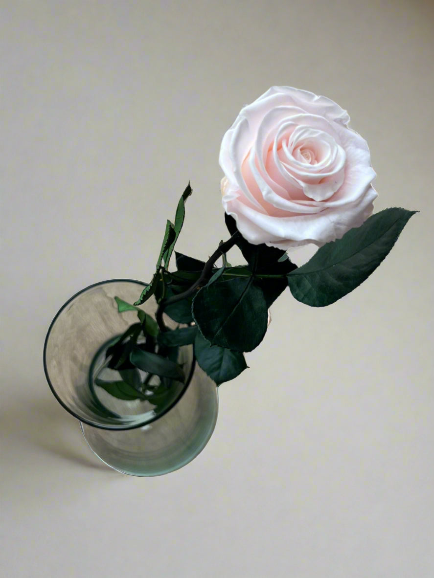Baby Light Pink Long Stem Rose