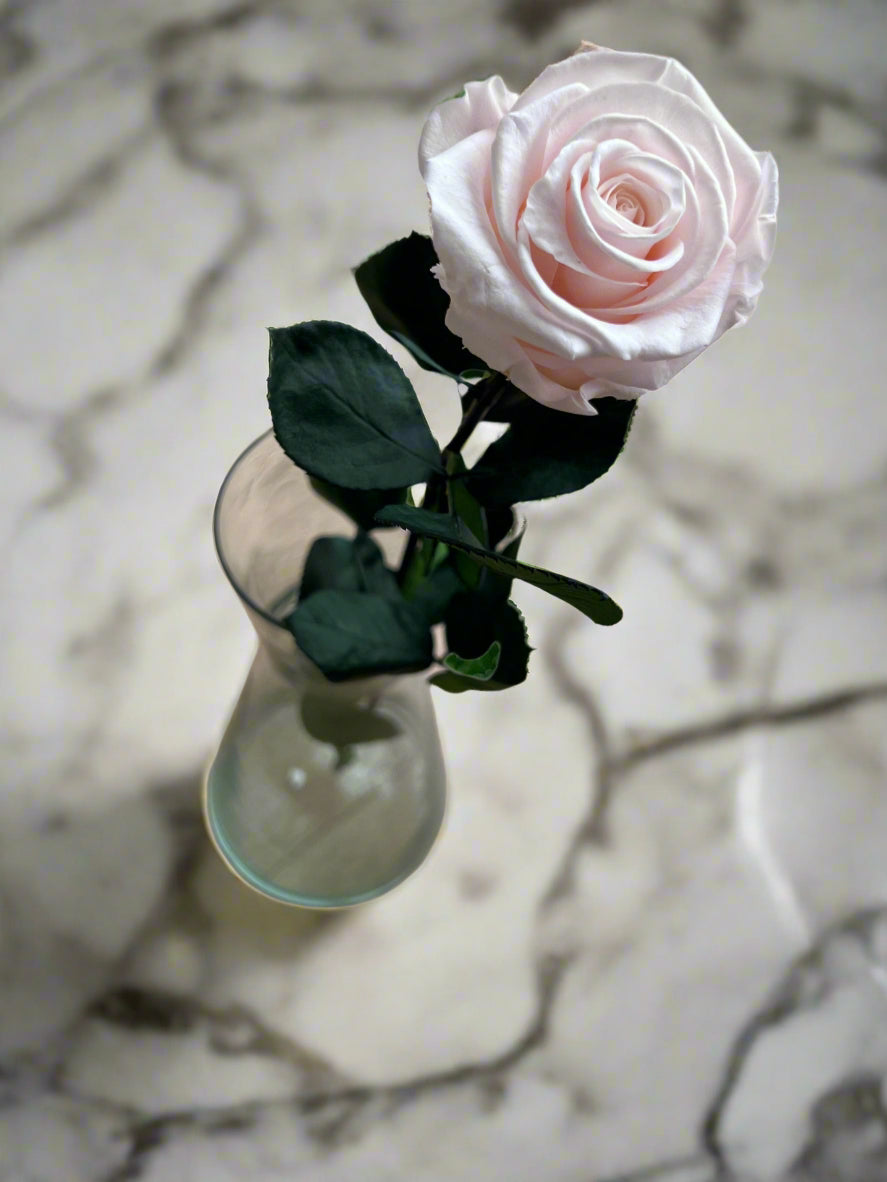 Baby Light Pink Long Stem Rose