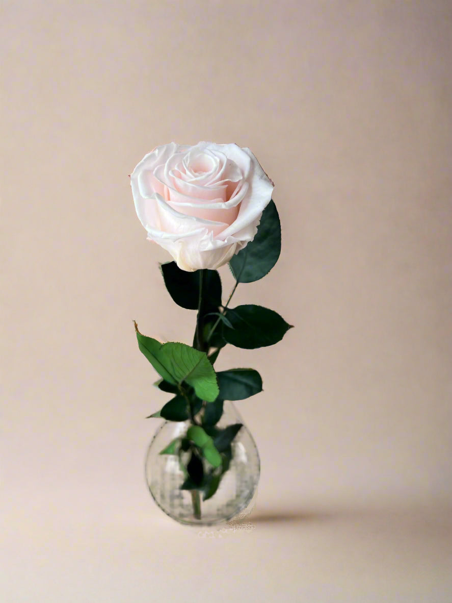 Baby Light Pink Long Stem Rose