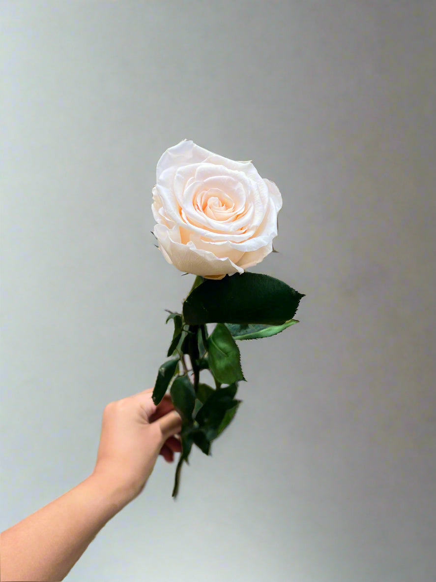 White Peach Long Stem Rose | A Perfect Gift