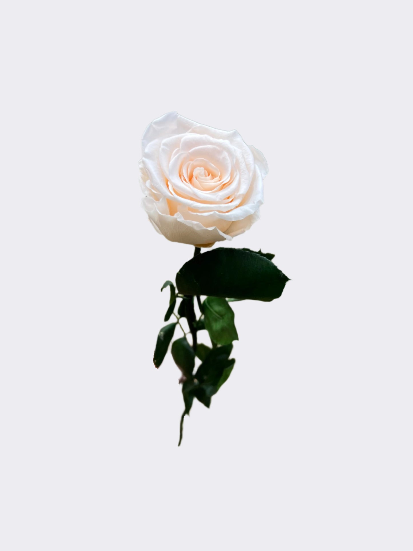 White Peach Long Stem Rose | A Perfect Gift