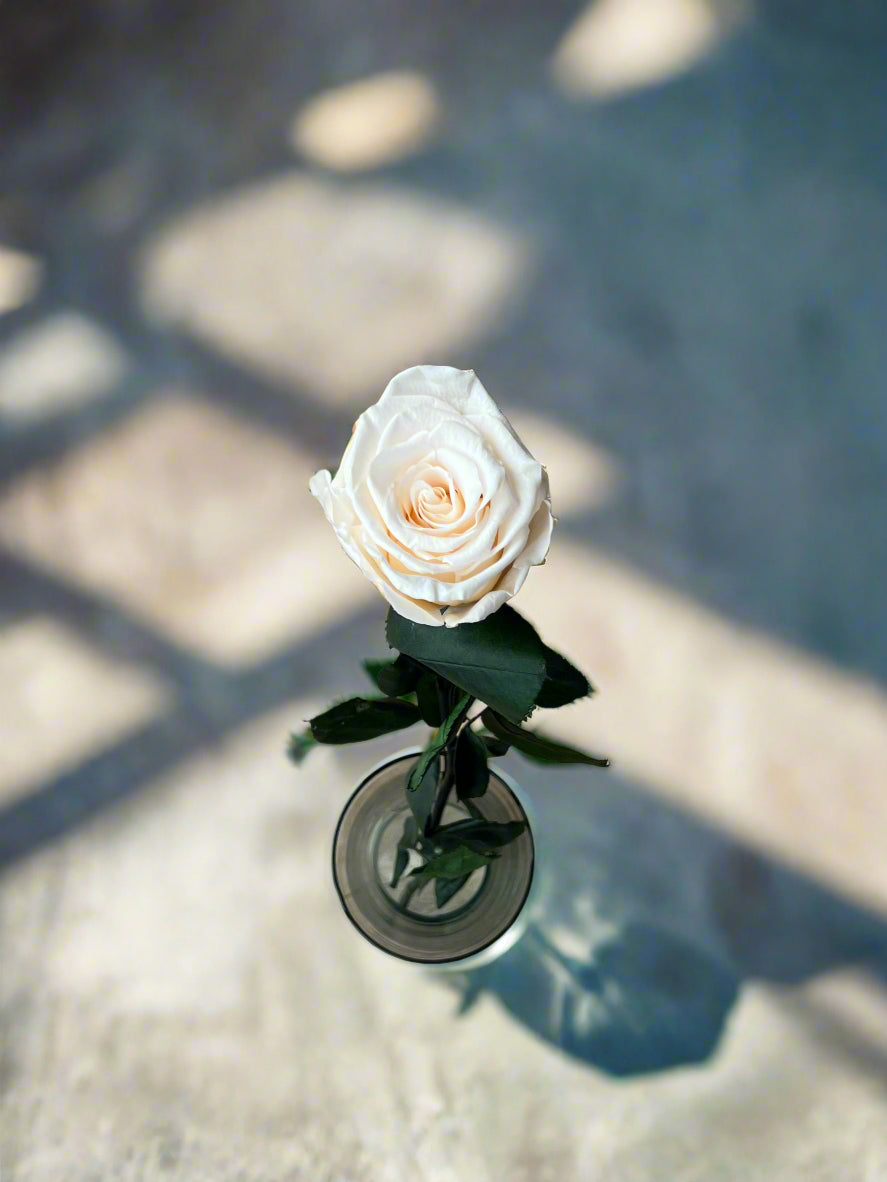 White Peach Long Stem Rose | A Perfect Gift