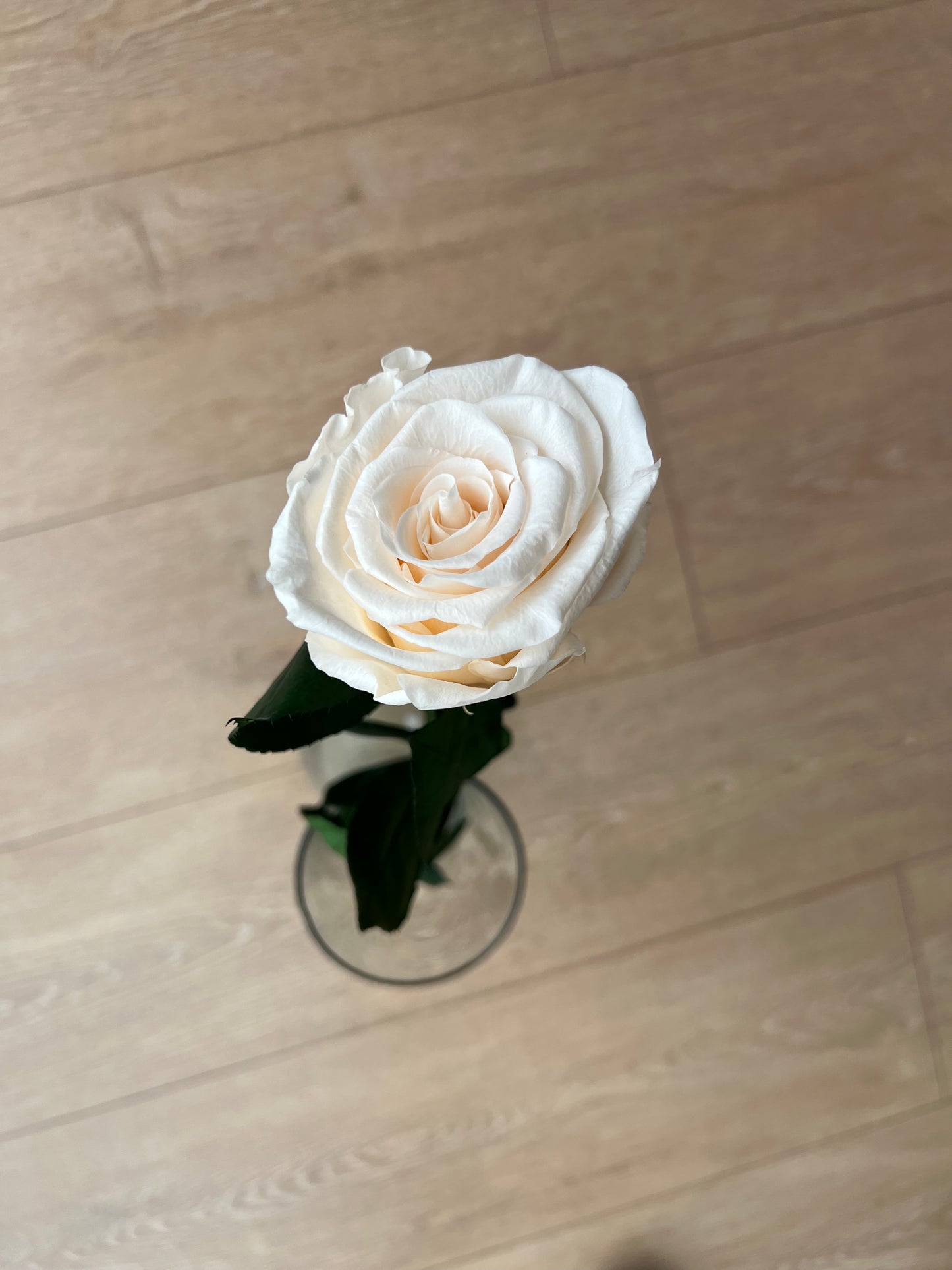 White Peach Long Stem Rose | A Perfect Gift