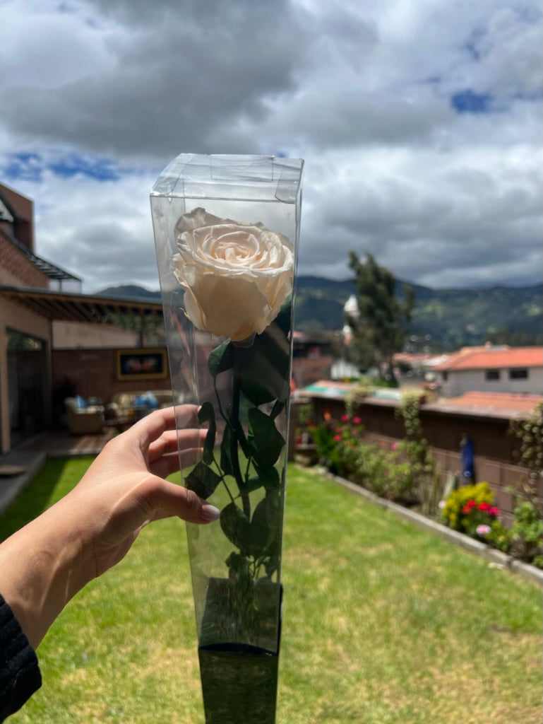 Single Ecuadorian Preserved Rose in a Clear PVC Box