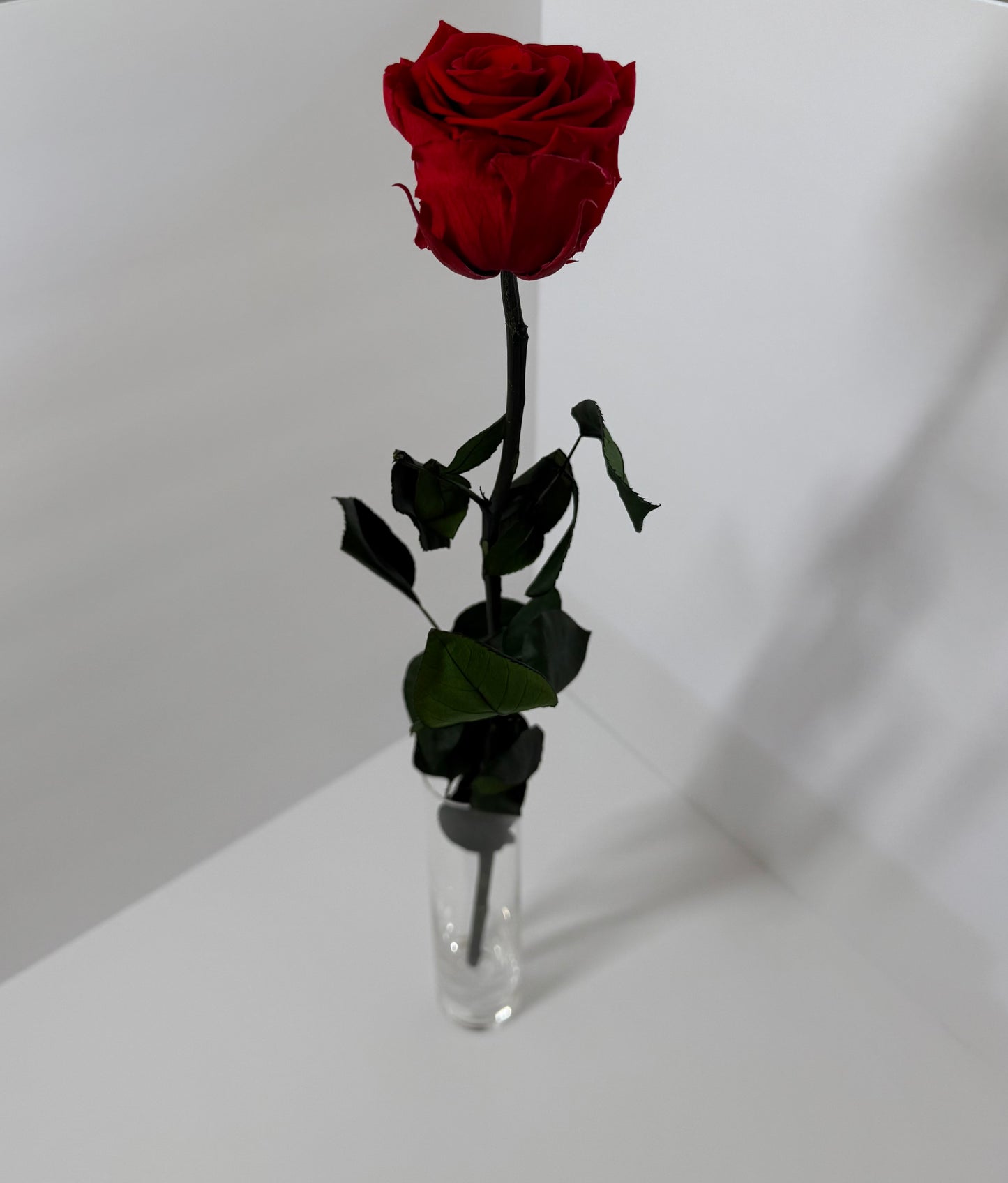 Red Long Stem Rose | Perfect Gift
