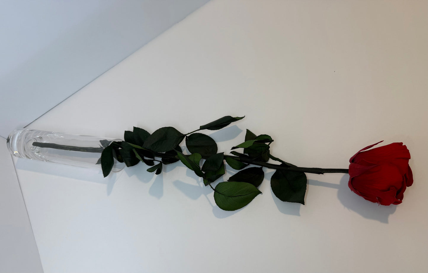 Red Long Stem Rose | Perfect Gift