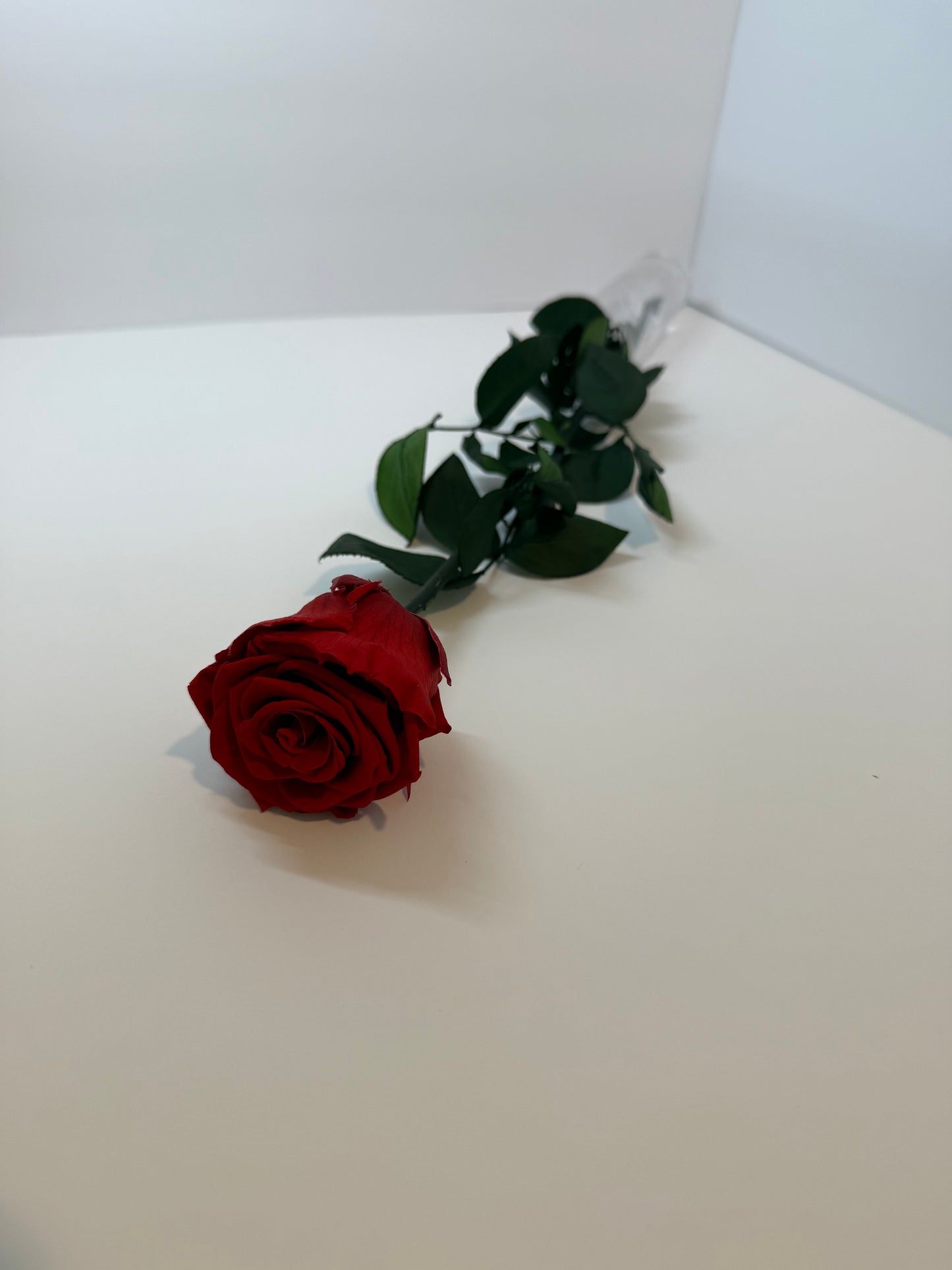 Red Long Stem Rose | Perfect Gift