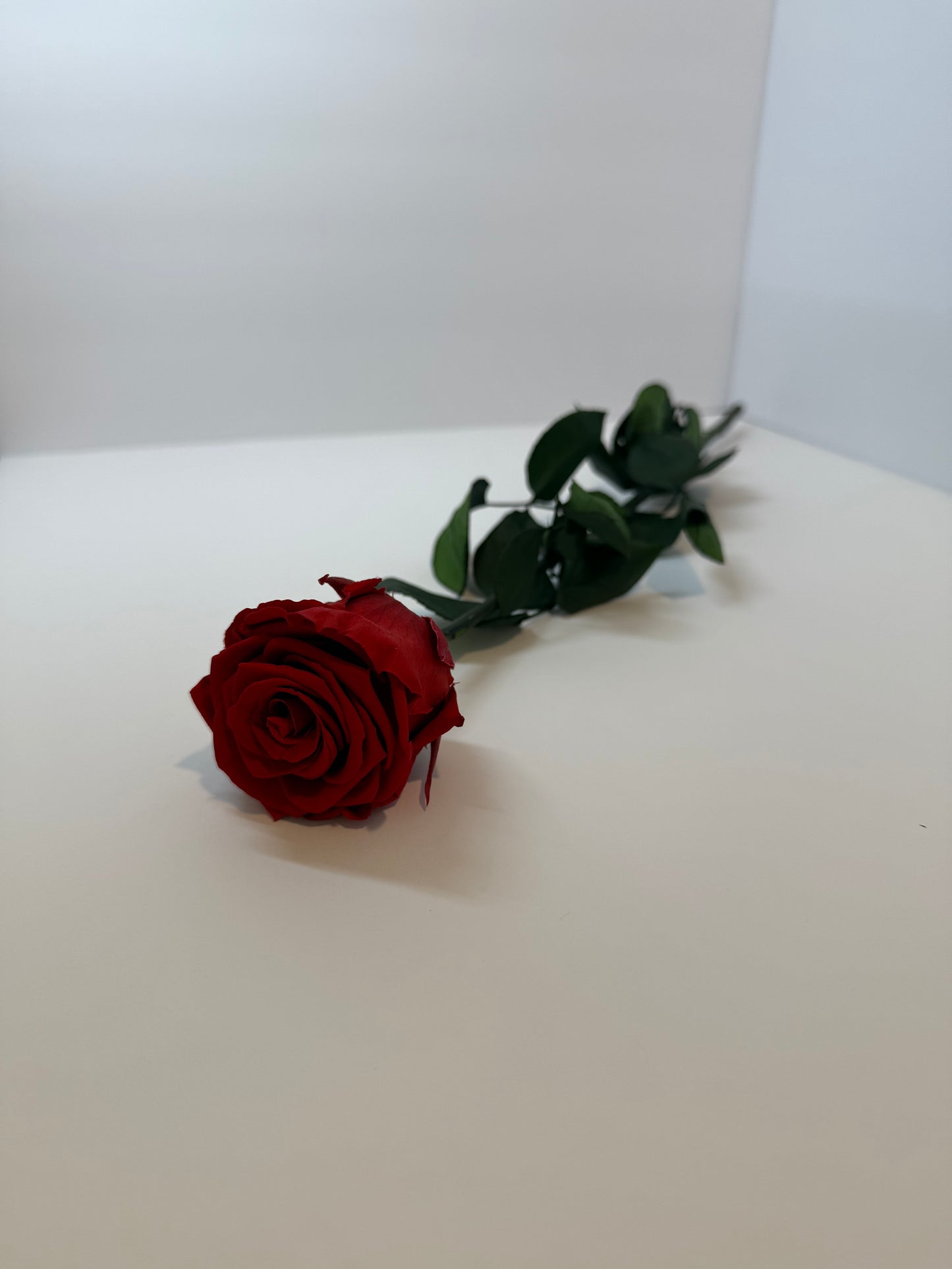 Red Long Stem Rose | Perfect Gift