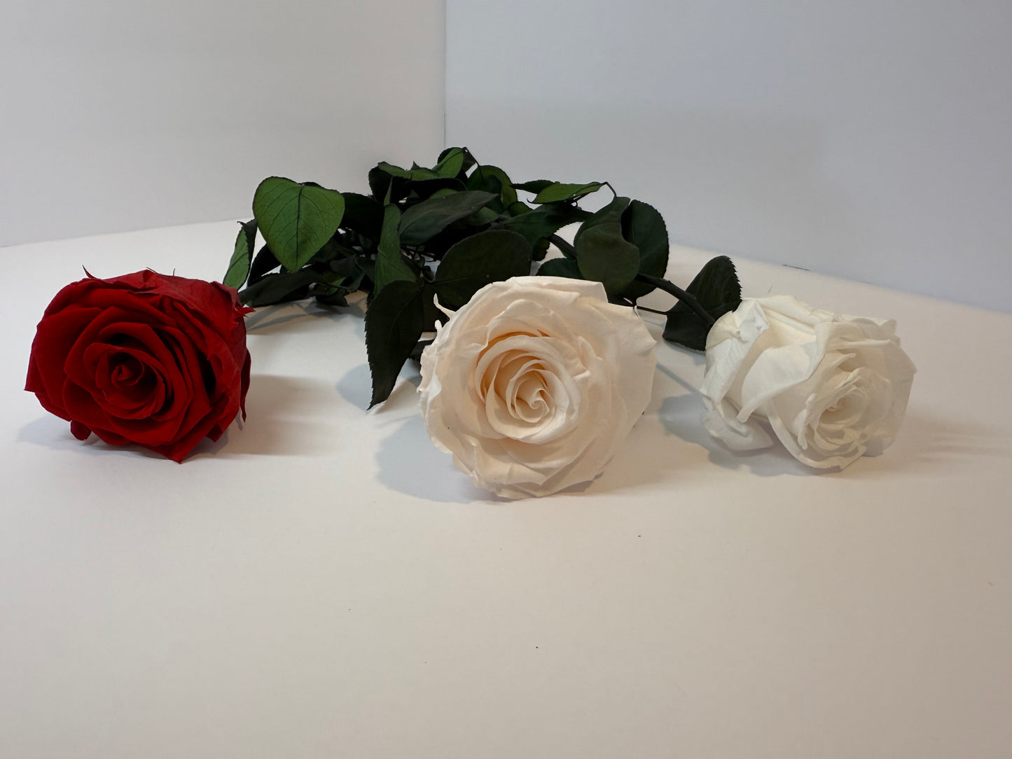 Single Ecuadorian Preserved Rose in a Clear PVC Box