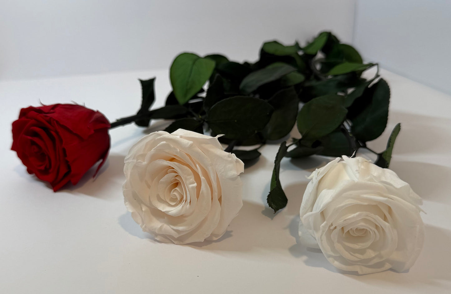 Single Ecuadorian Preserved Rose in a Clear PVC Box