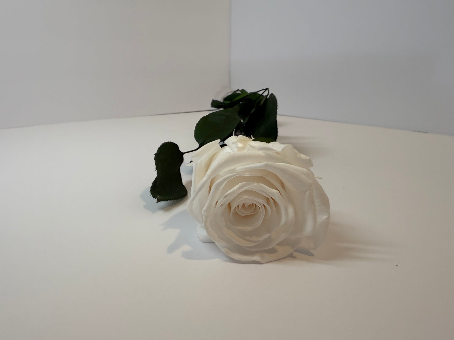 Ivory Rose