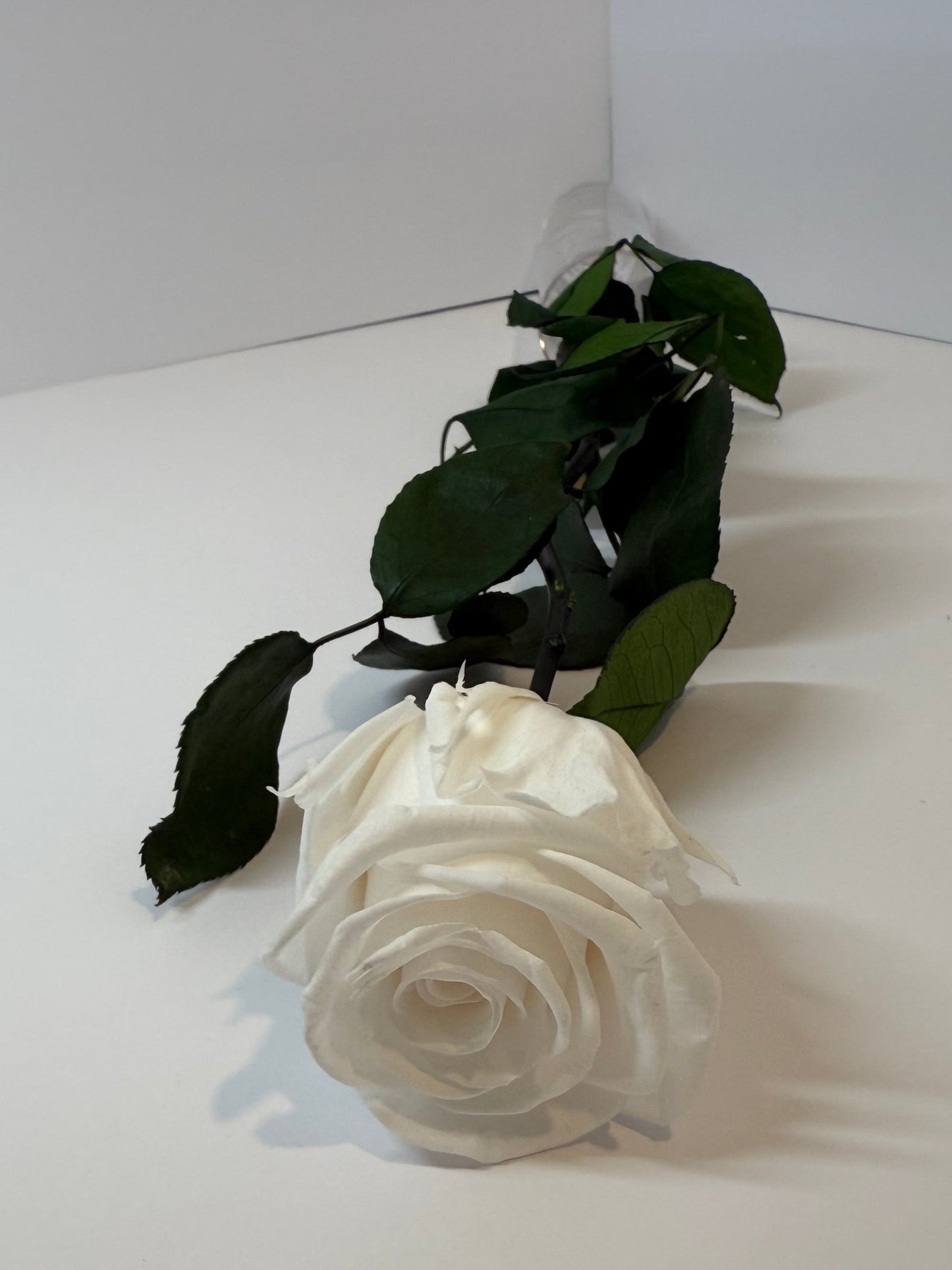 Ivory Rose