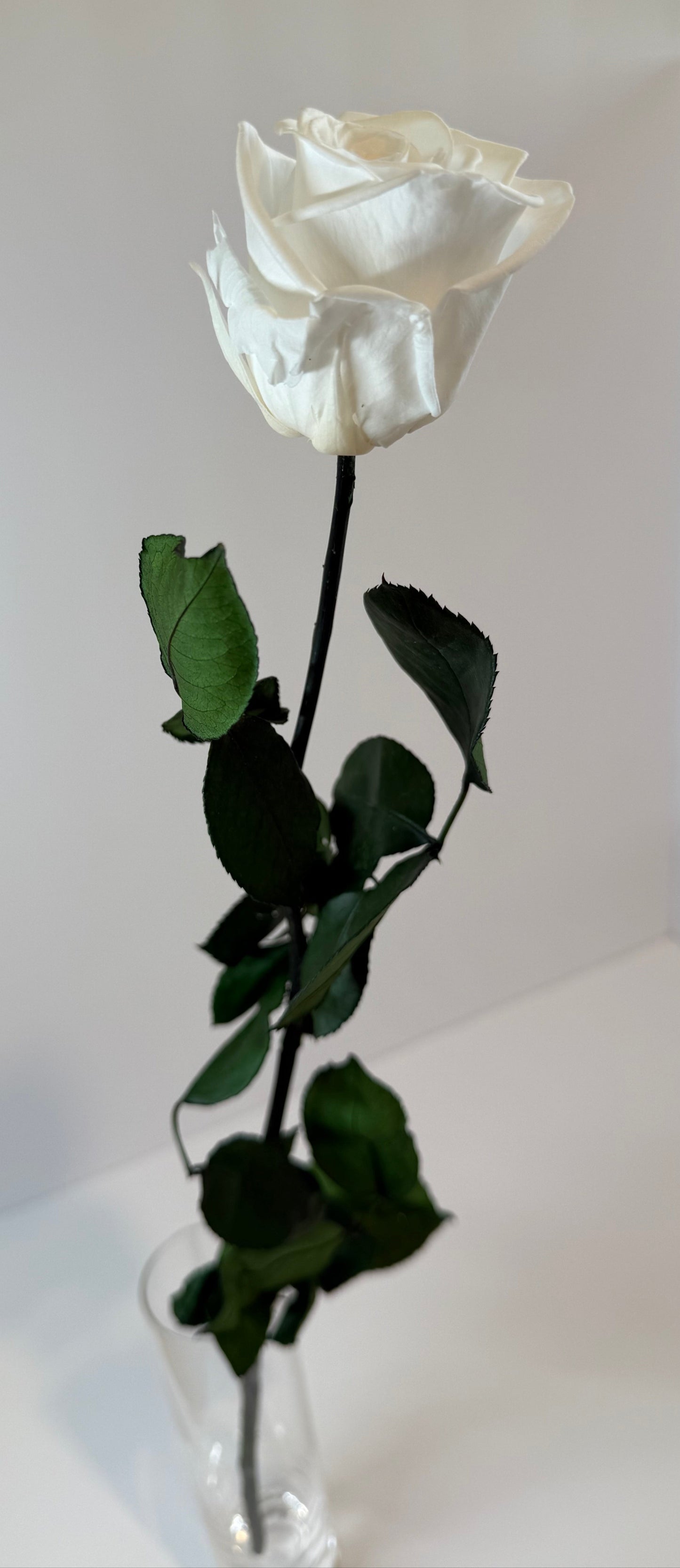 Ivory Rose