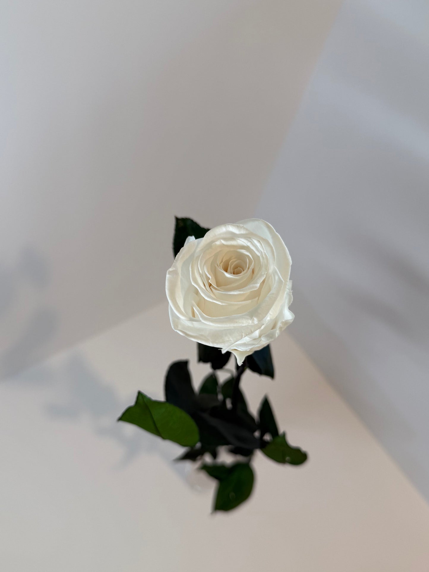 Ivory Rose