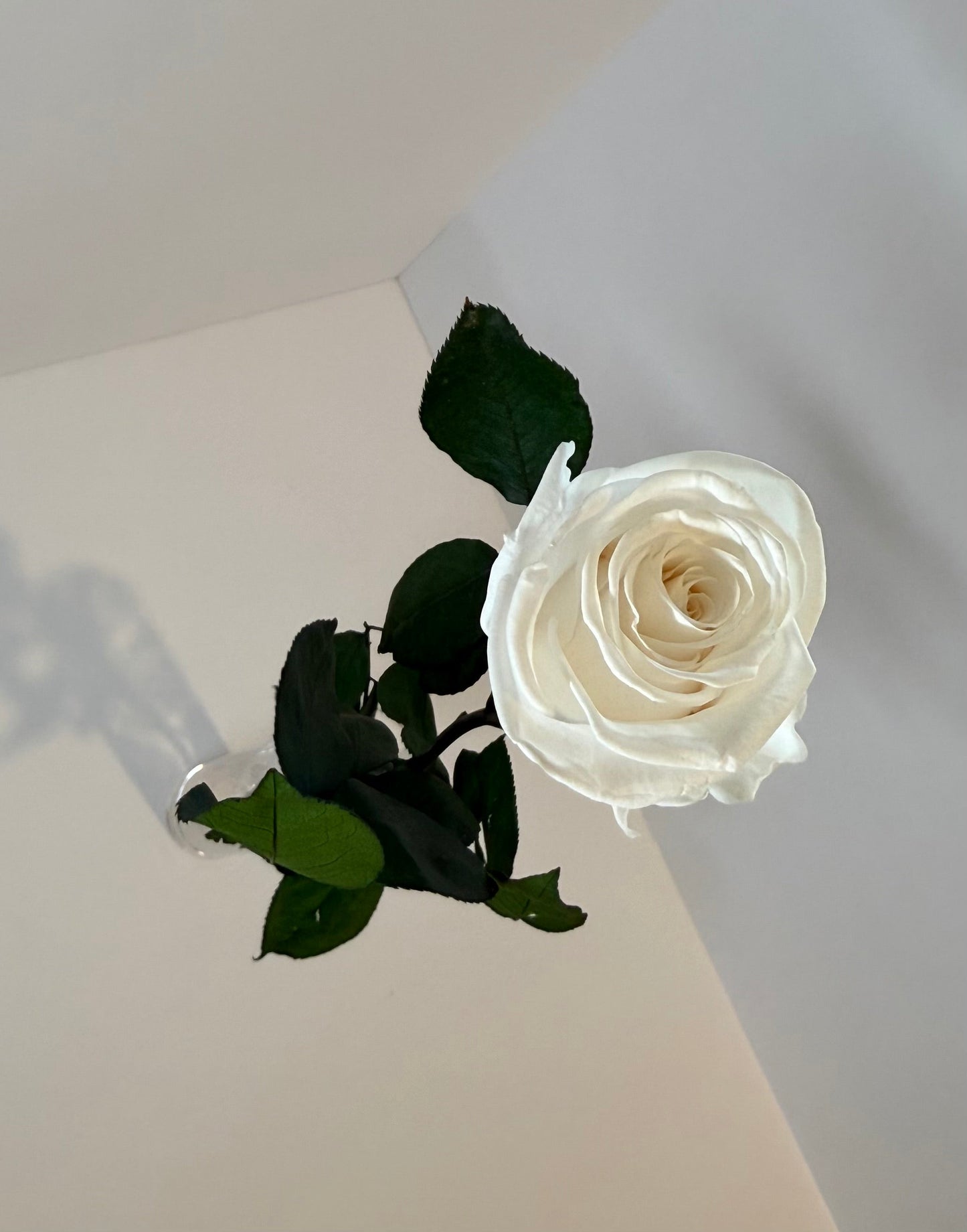 Ivory Rose