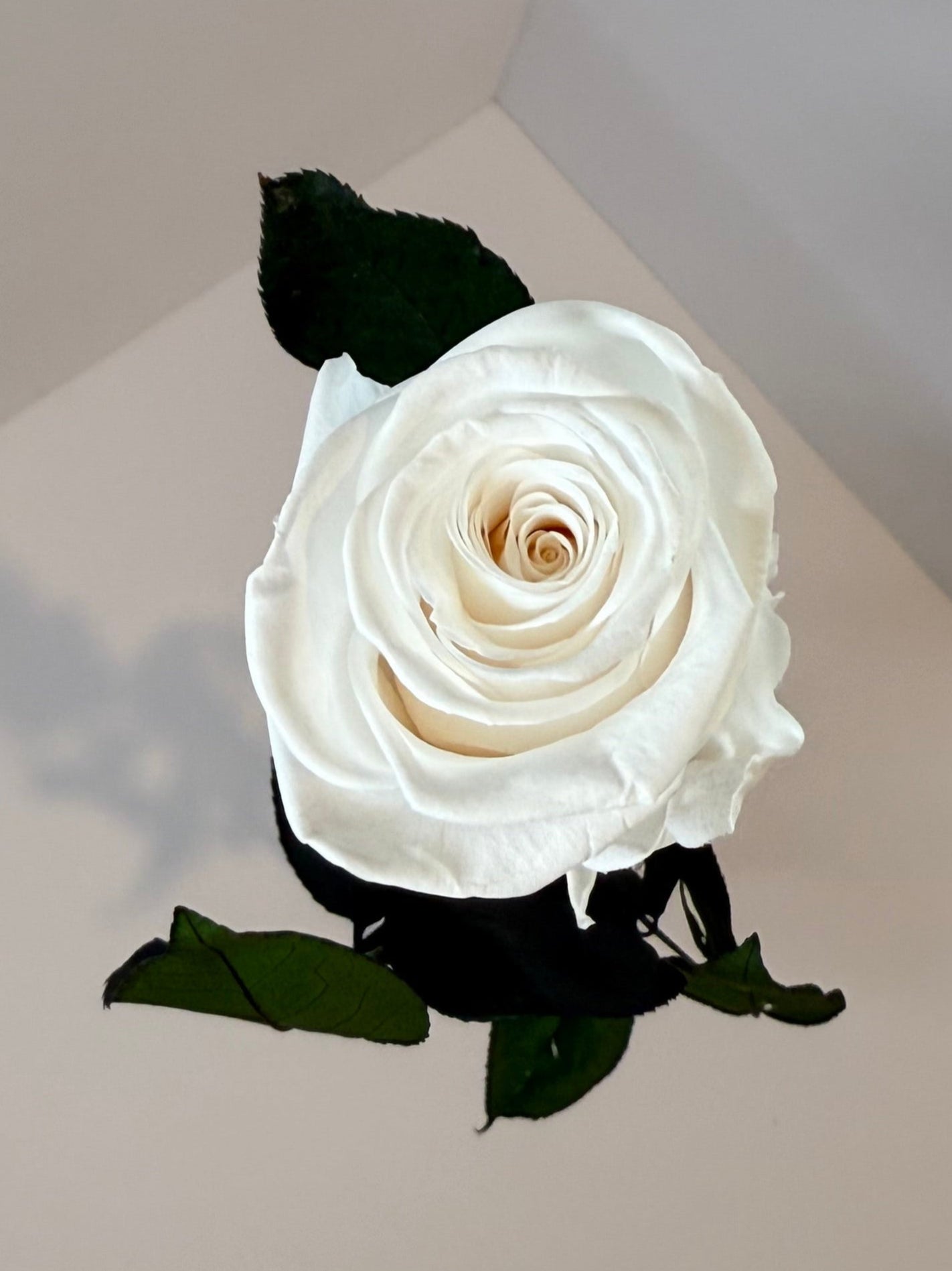 Ivory Rose