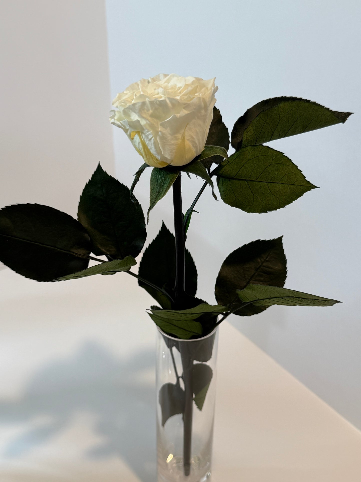 White rose