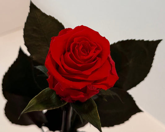 Red rose