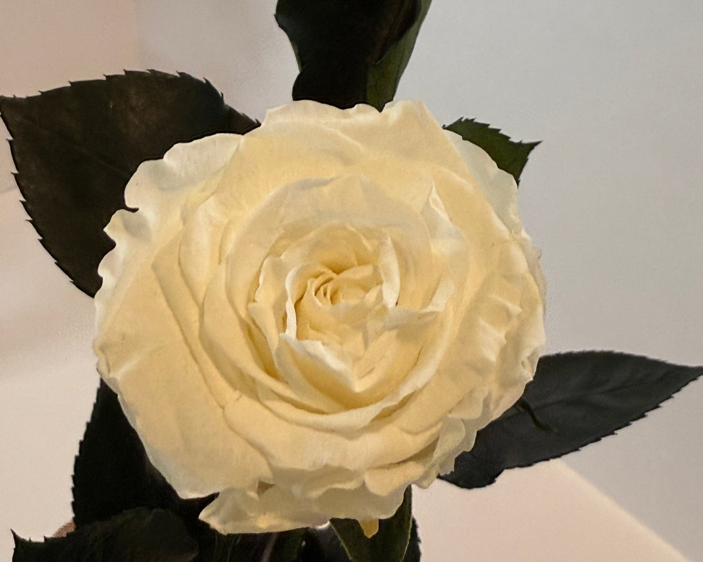 White rose with leaves on a light background