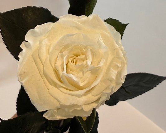 White rose