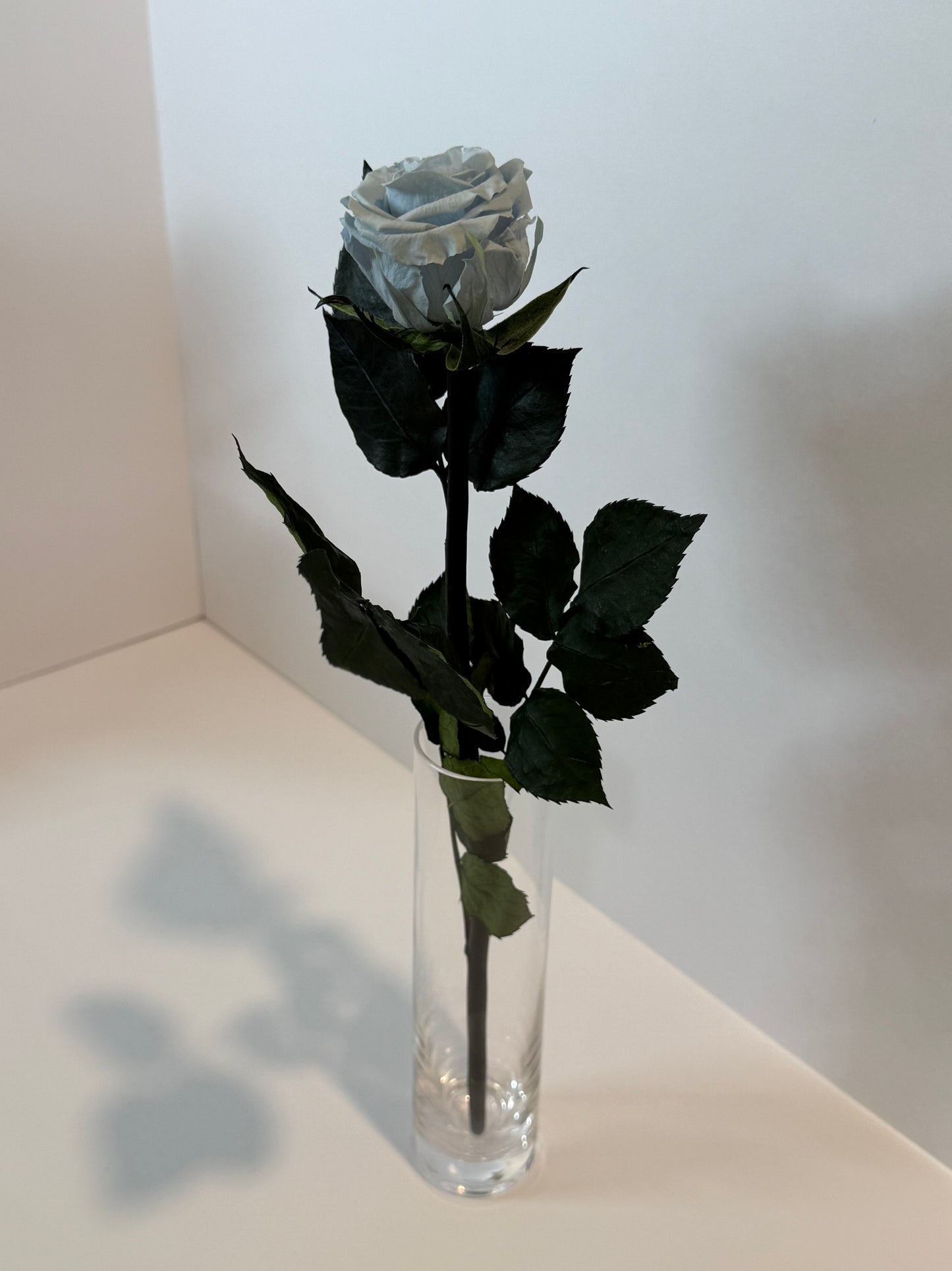 Blue rose