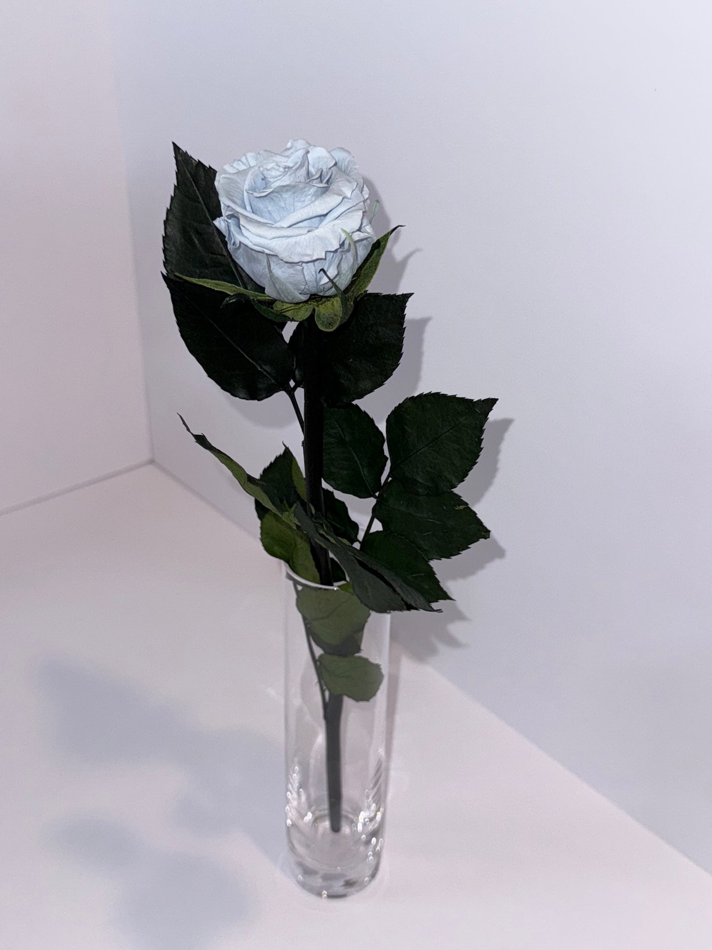 Blue rose