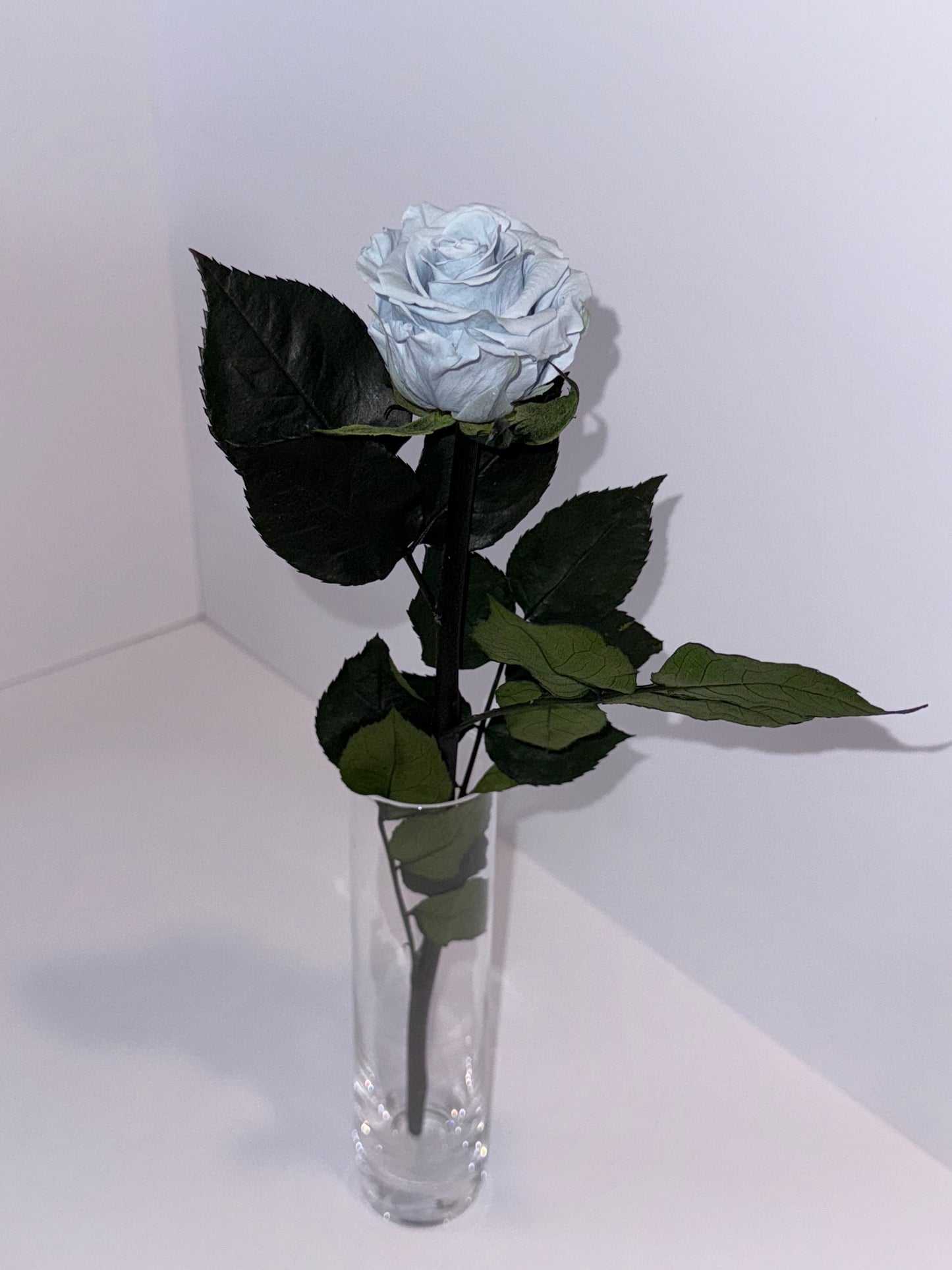 Blue rose
