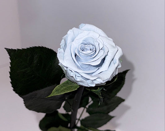 Blue rose