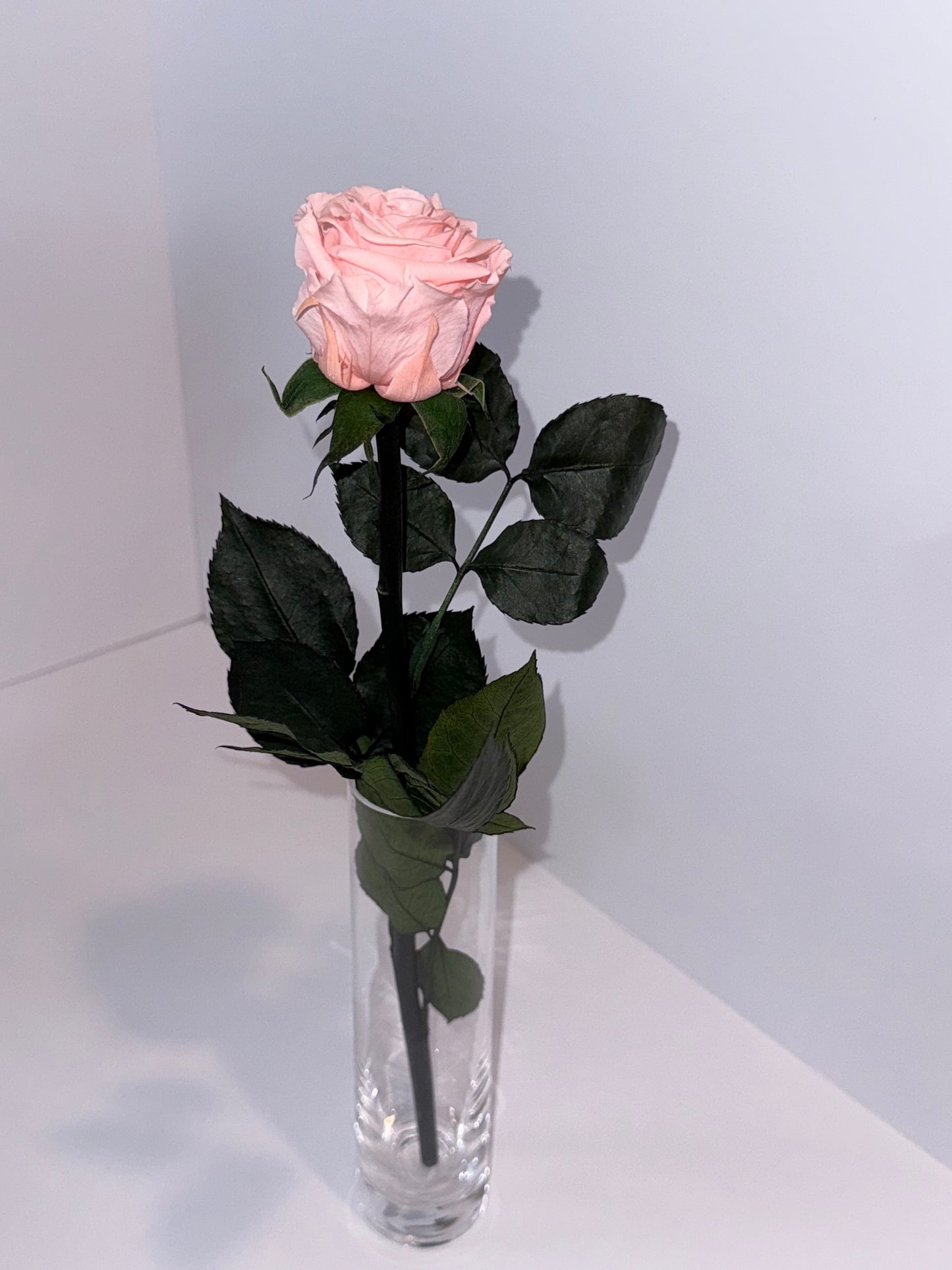 PInk rose