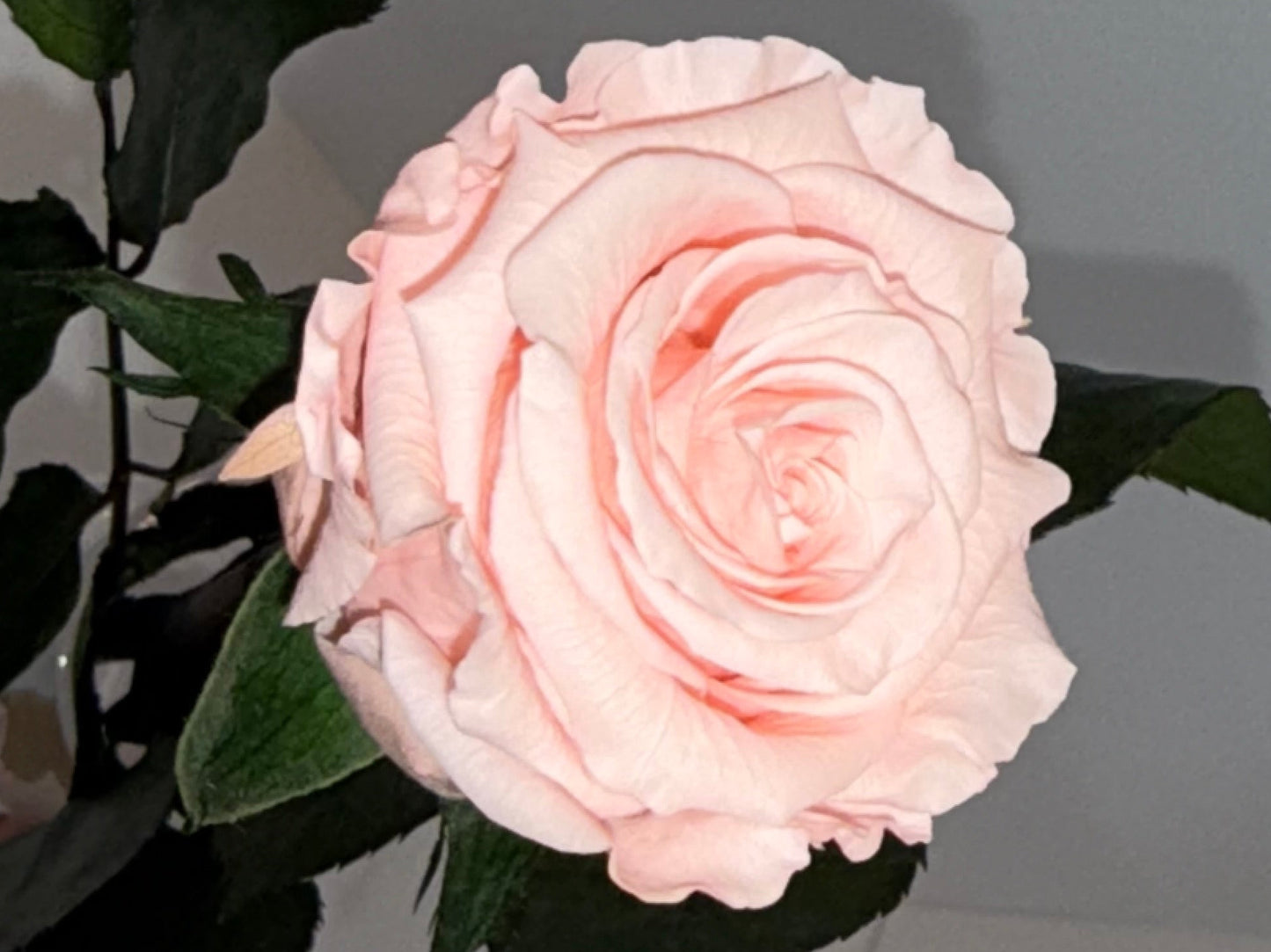 PInk rose
