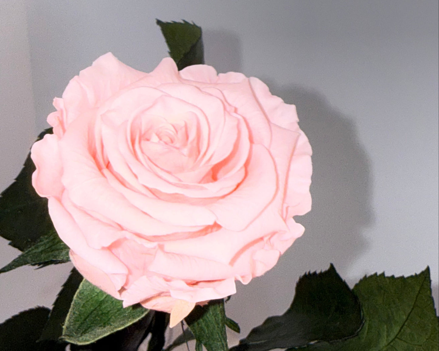 PInk rose