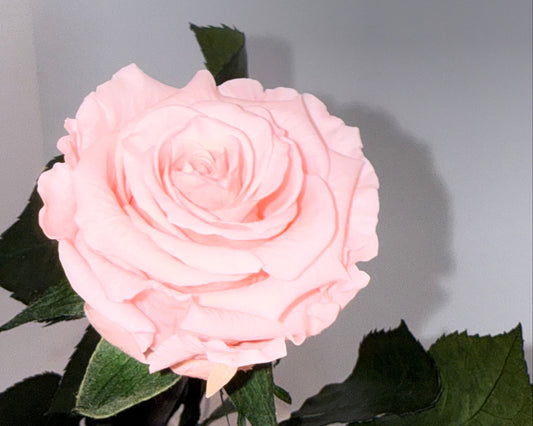 PInk rose