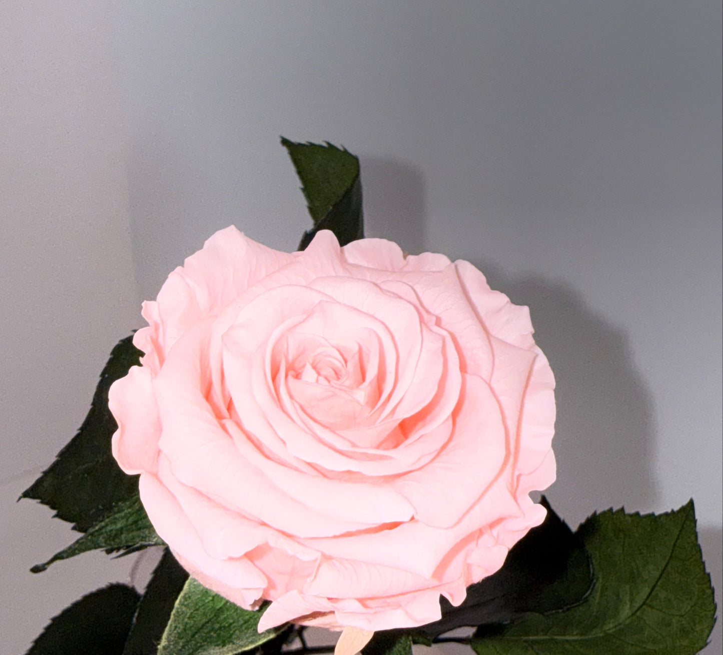 PInk rose