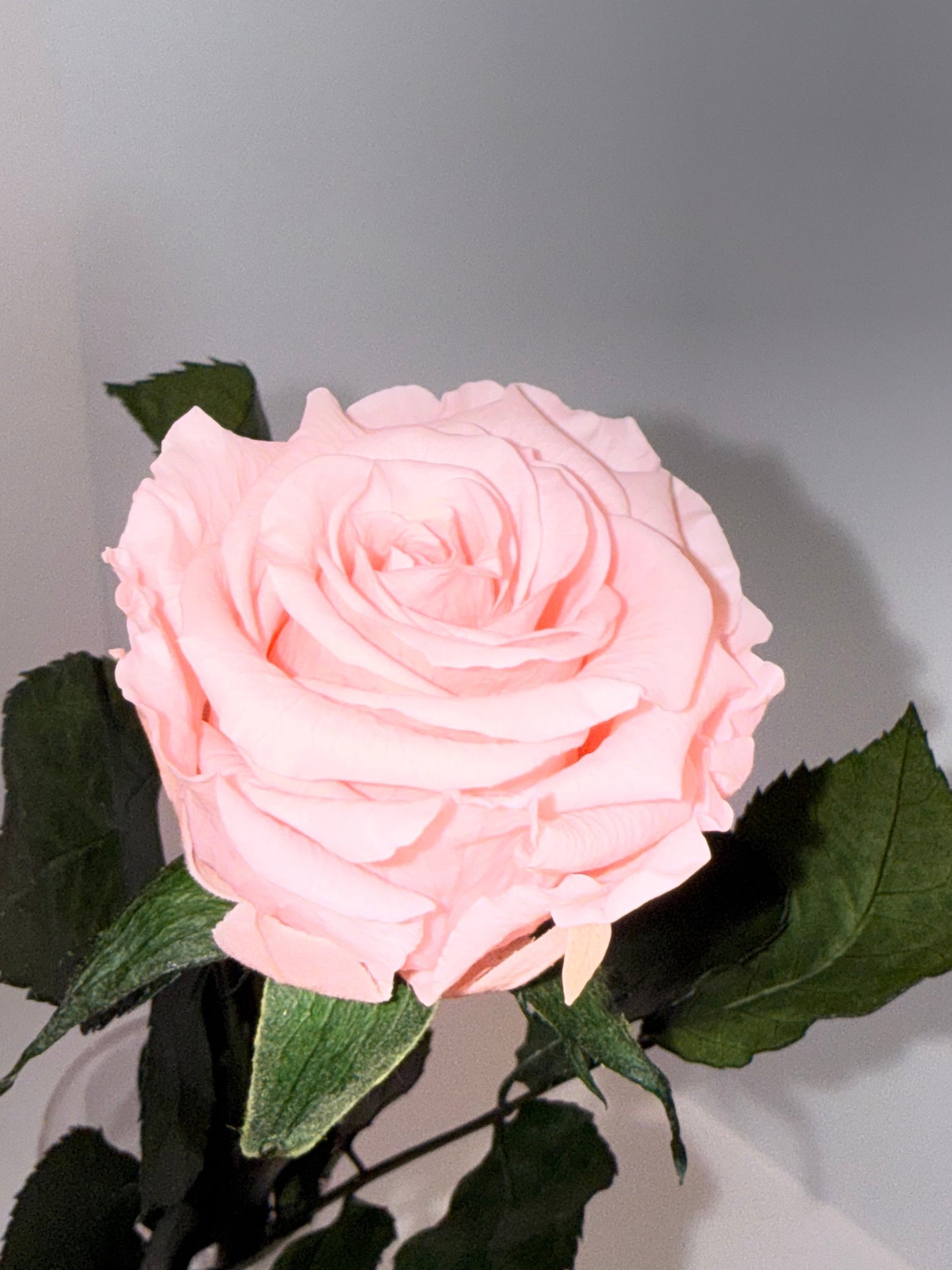 PInk rose