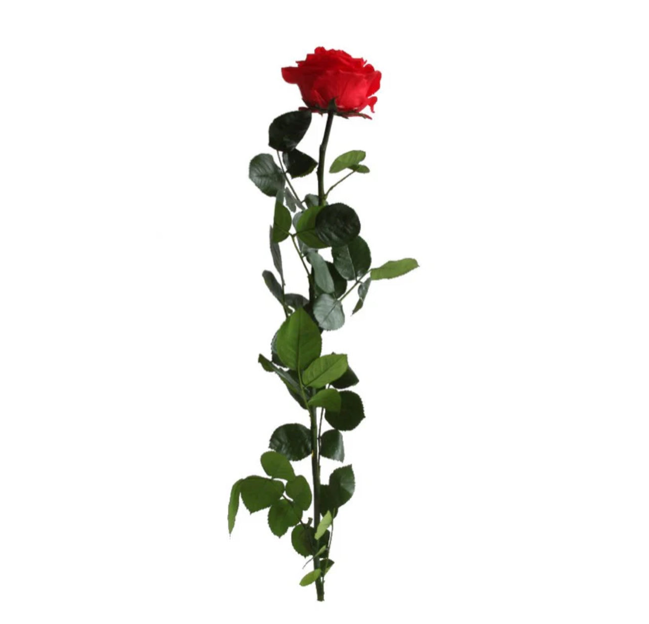 Red Long Stem Rose | Perfect Gift