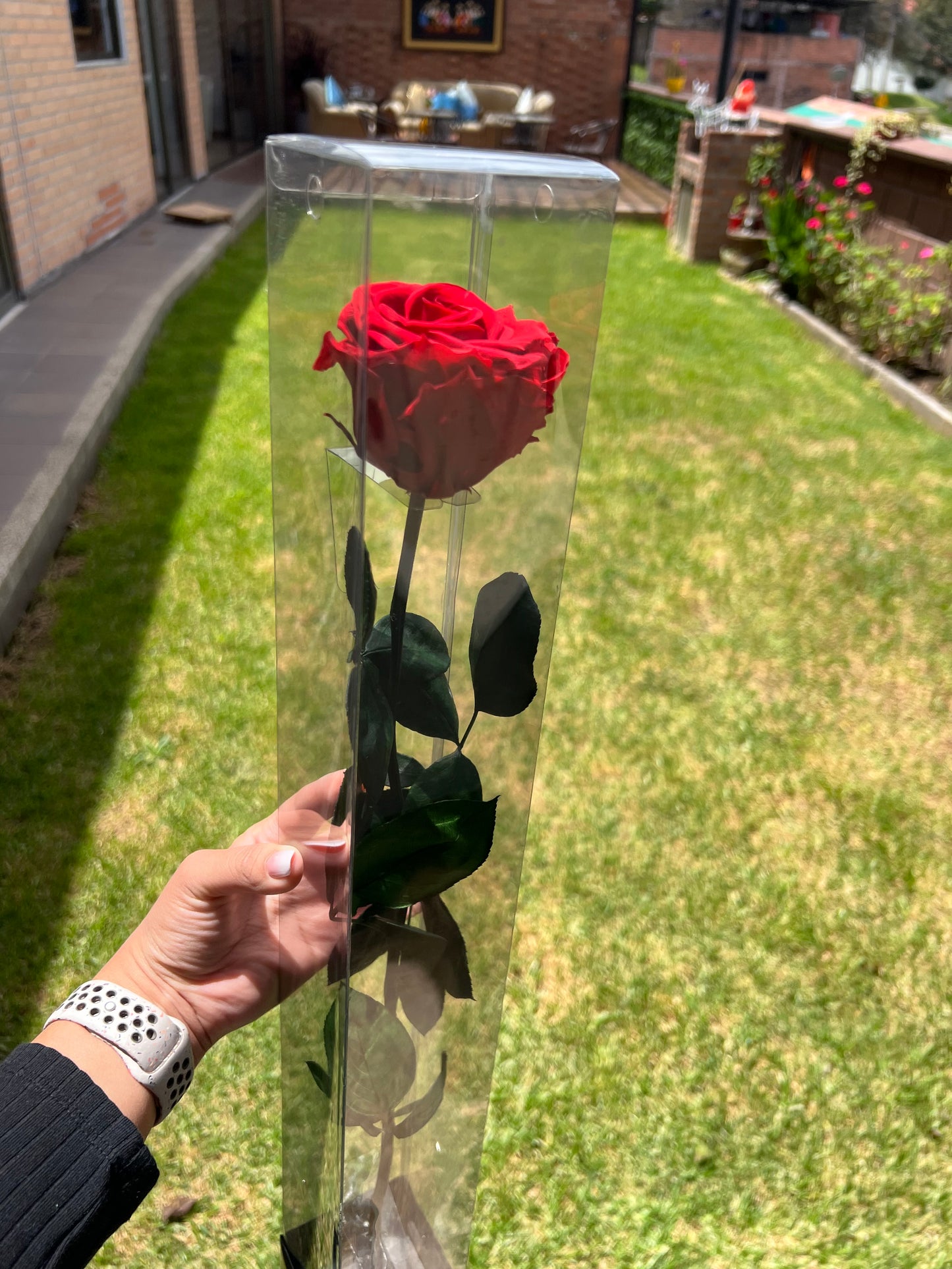 Red Long Stem Rose | Perfect Gift